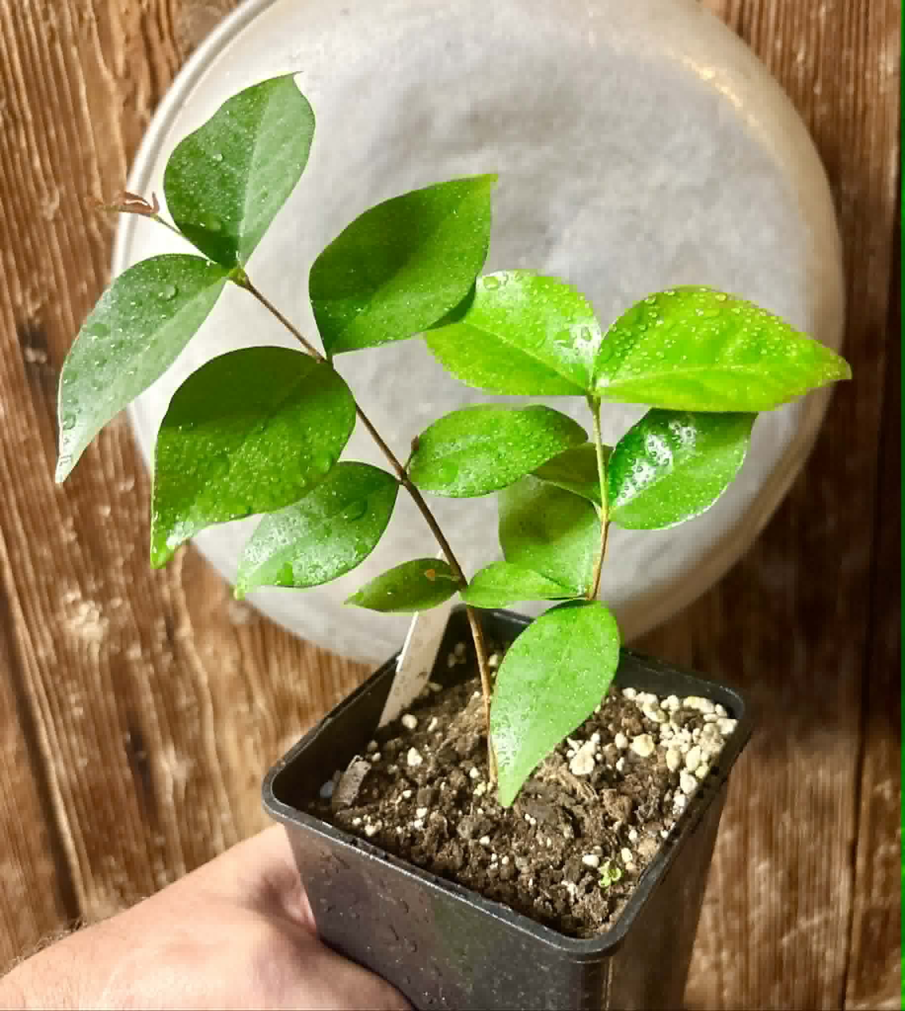 Eugenia uniflora var. Gigante Pitangao  - 1 potted seedling / 1 getopfter Sämling