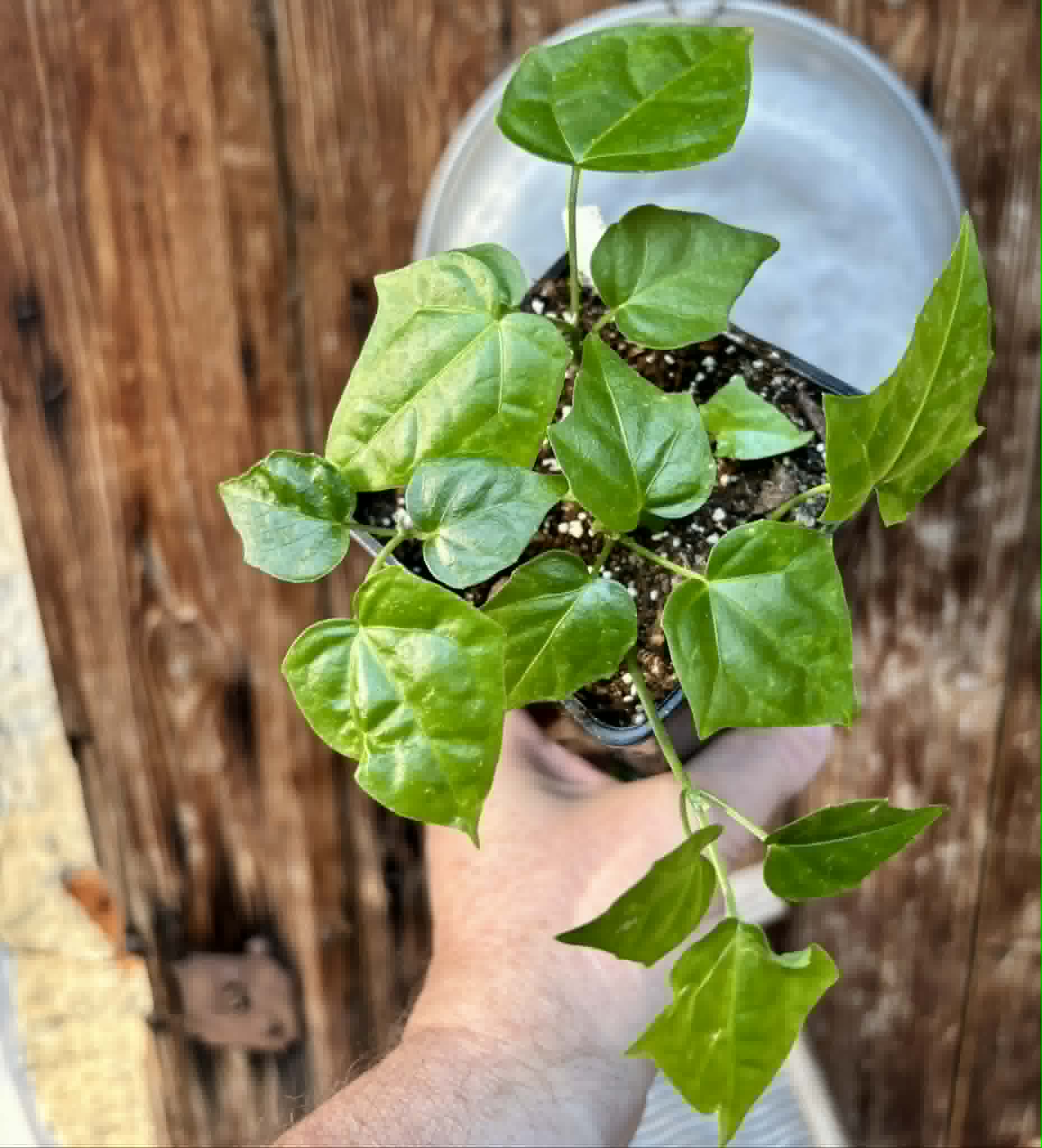 5 in 1 pot - Psiguria umbrosa - 5 seedlings in one pot / 5 Sämlinge in einem Topf