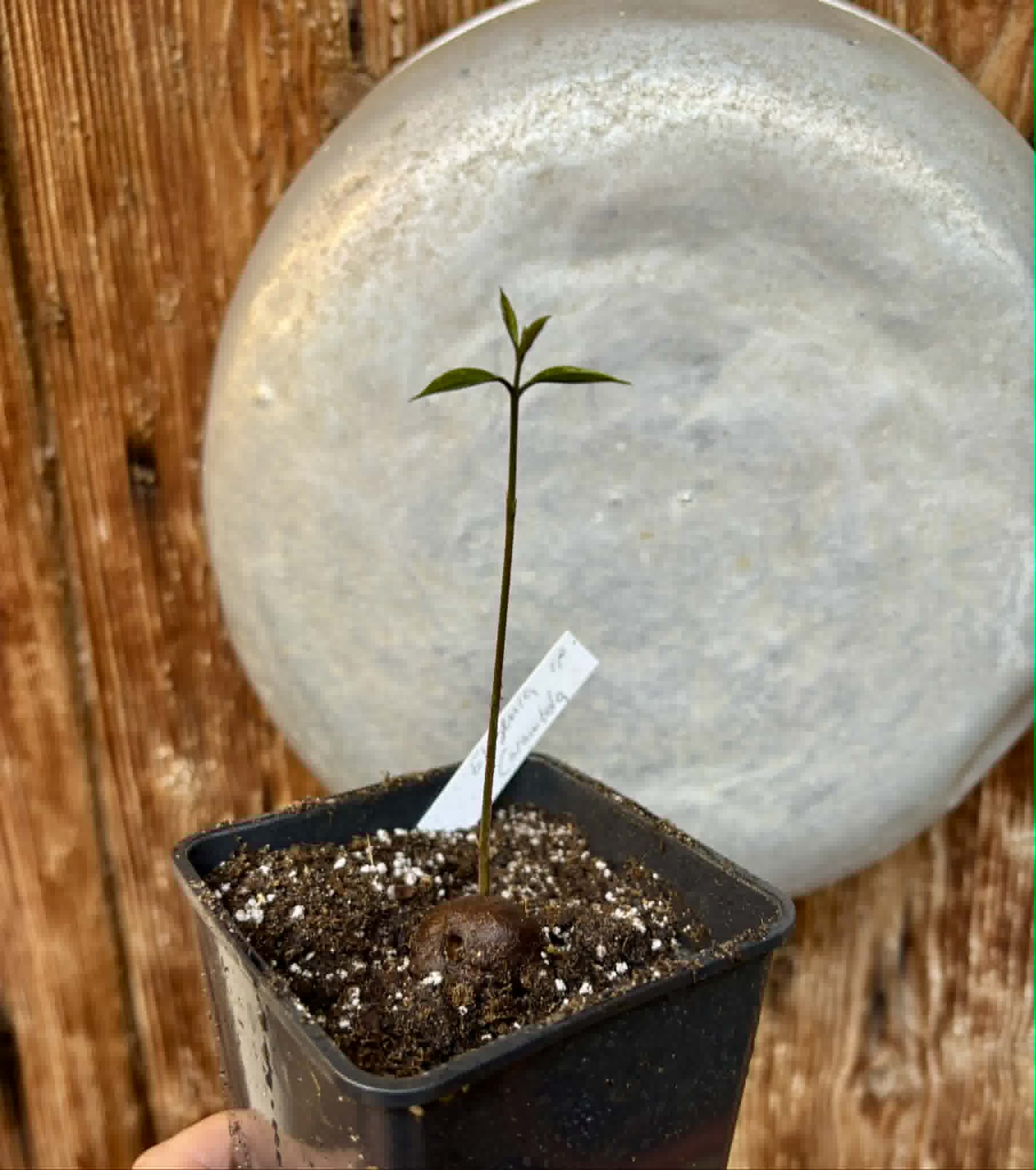 Eugenia sp Carambola - 1 potted seedling / 1 getopfter Sämling