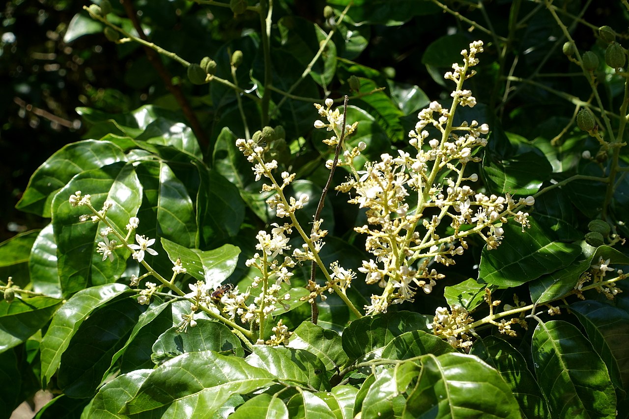 Wampee (Clausena lansium) - 1 germinated seed / 1 gekeimter Samen