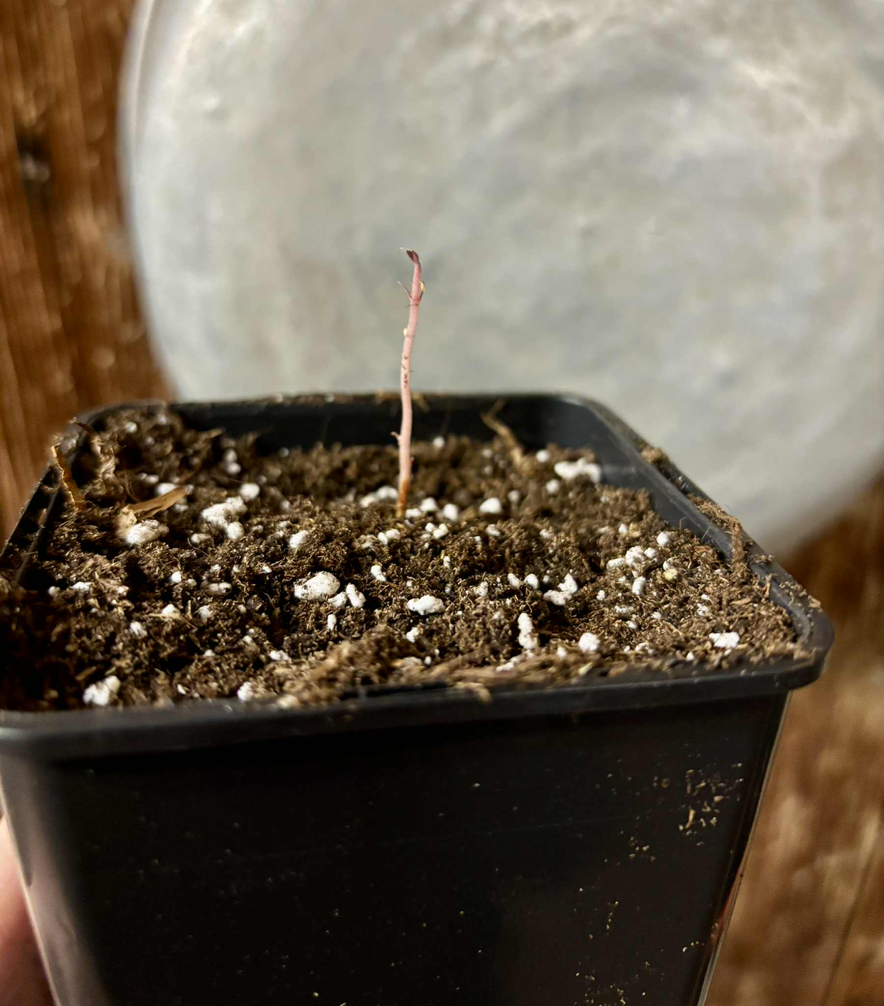 Eugenia sp Roxa do Rio - 1 potted seedling / 1 getopfter Sämling