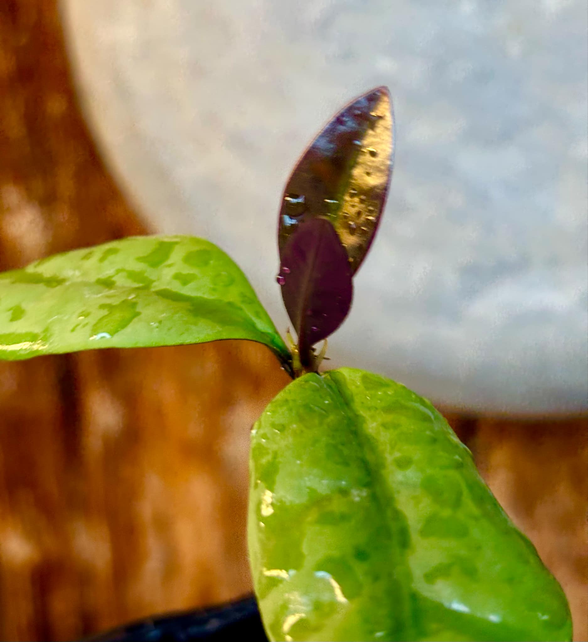 Eugenia sp Unana -  1 small potted seedling / 1 kleiner getopfter Sämling