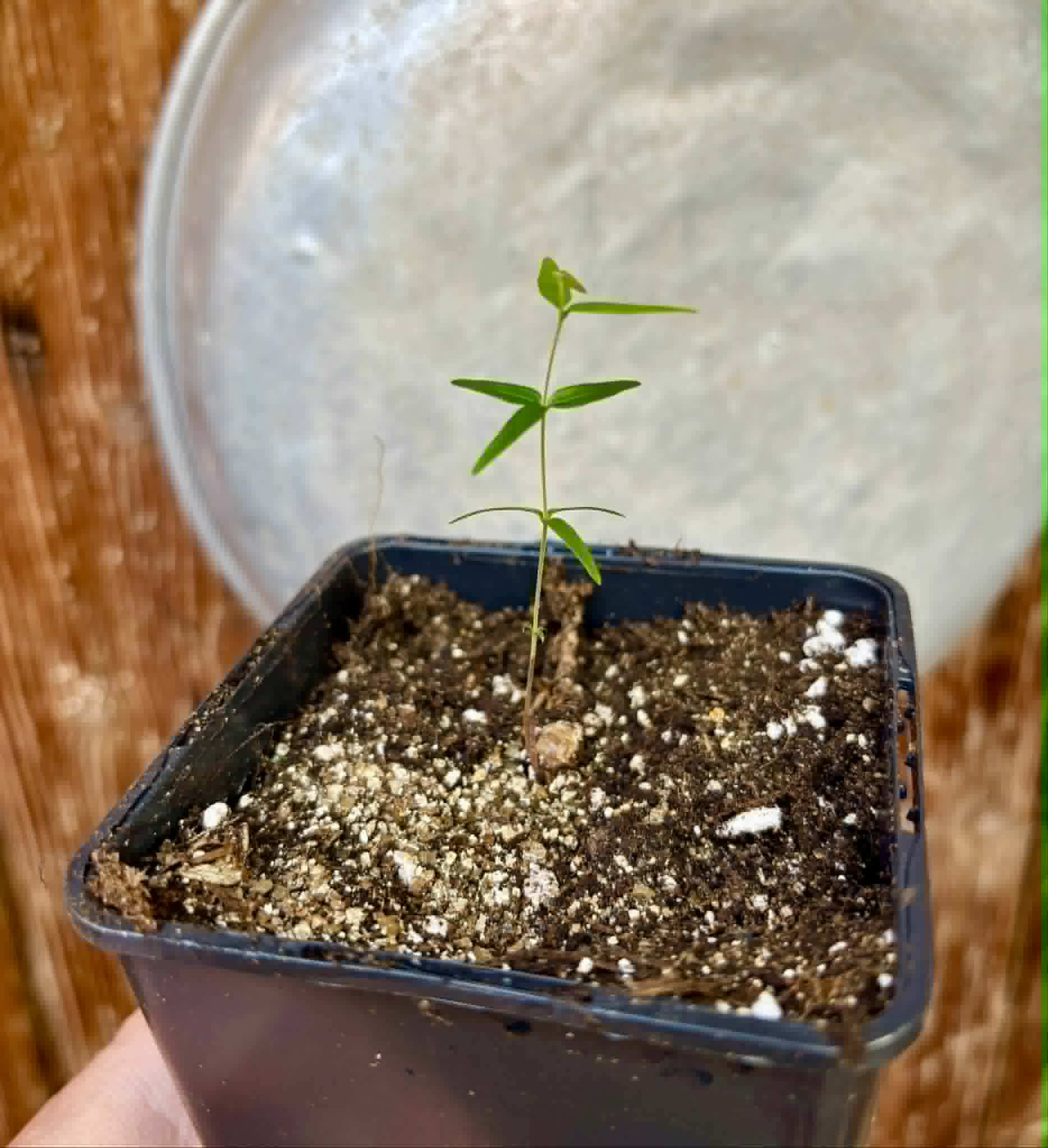 Myrciaria sp Cheirosa azul  - 1 potted seedling / 1 getopfter Sämling