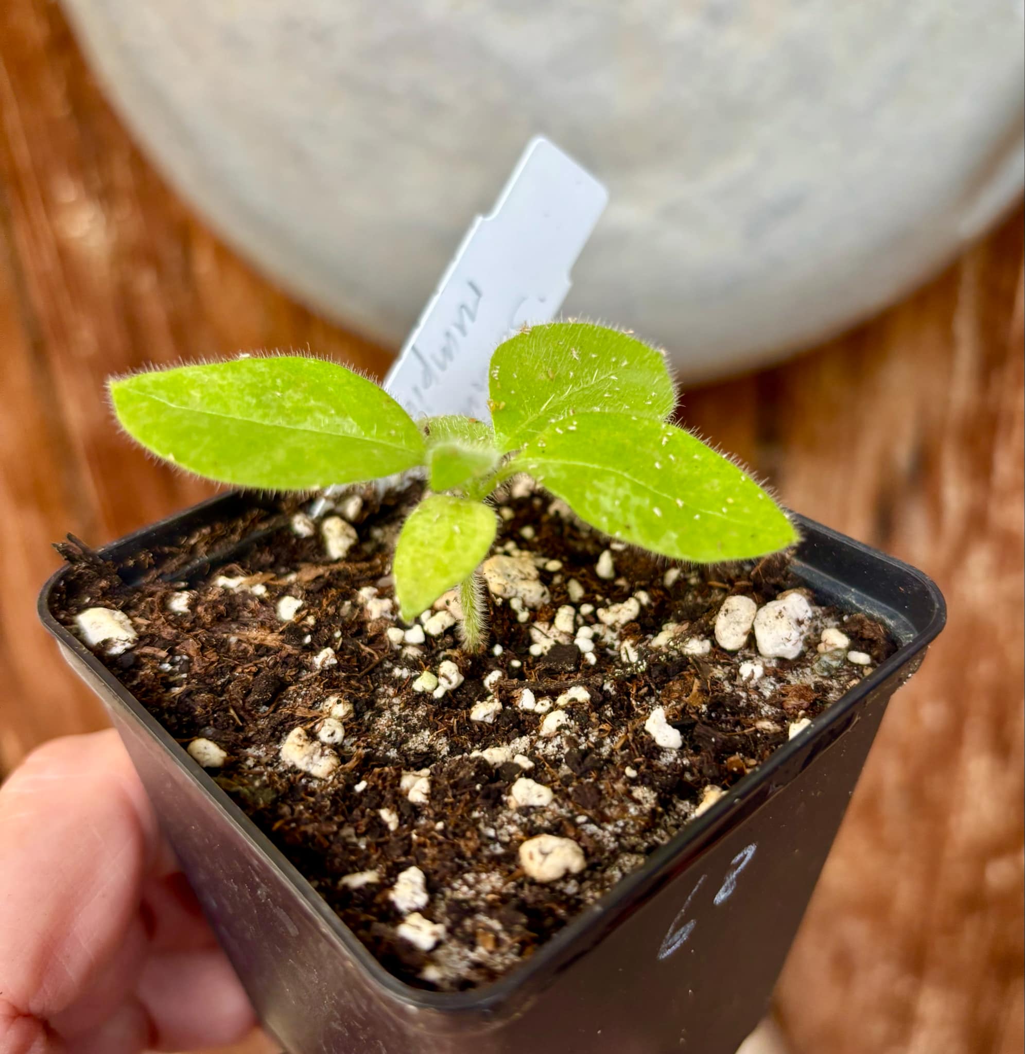 Solanum rumpincola - 1 small potted seedling / 1 kleiner, getopfter Sämling
