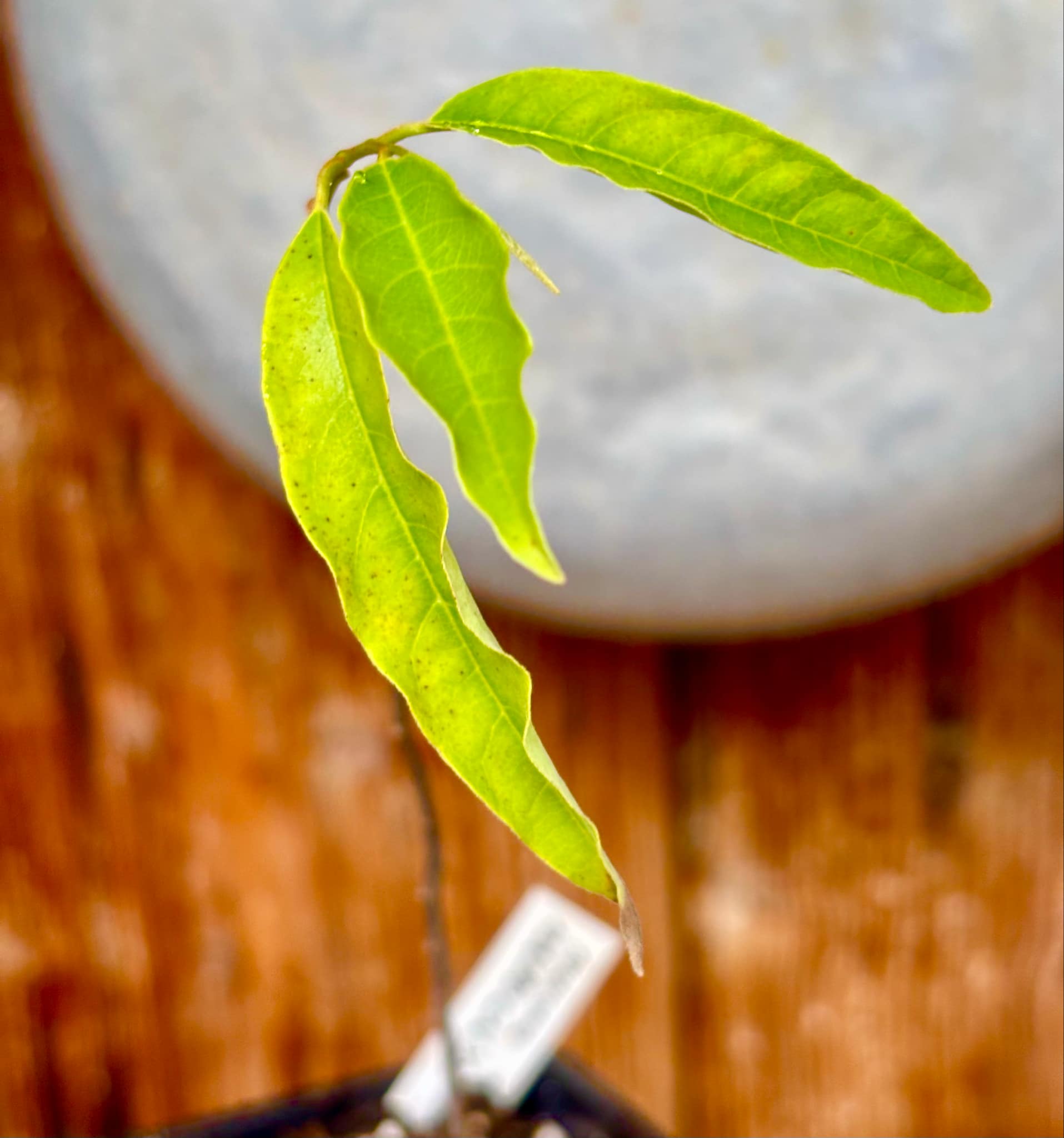 Annona macrocalyx  - 1 potted plant / 1 getopfte Pflanze