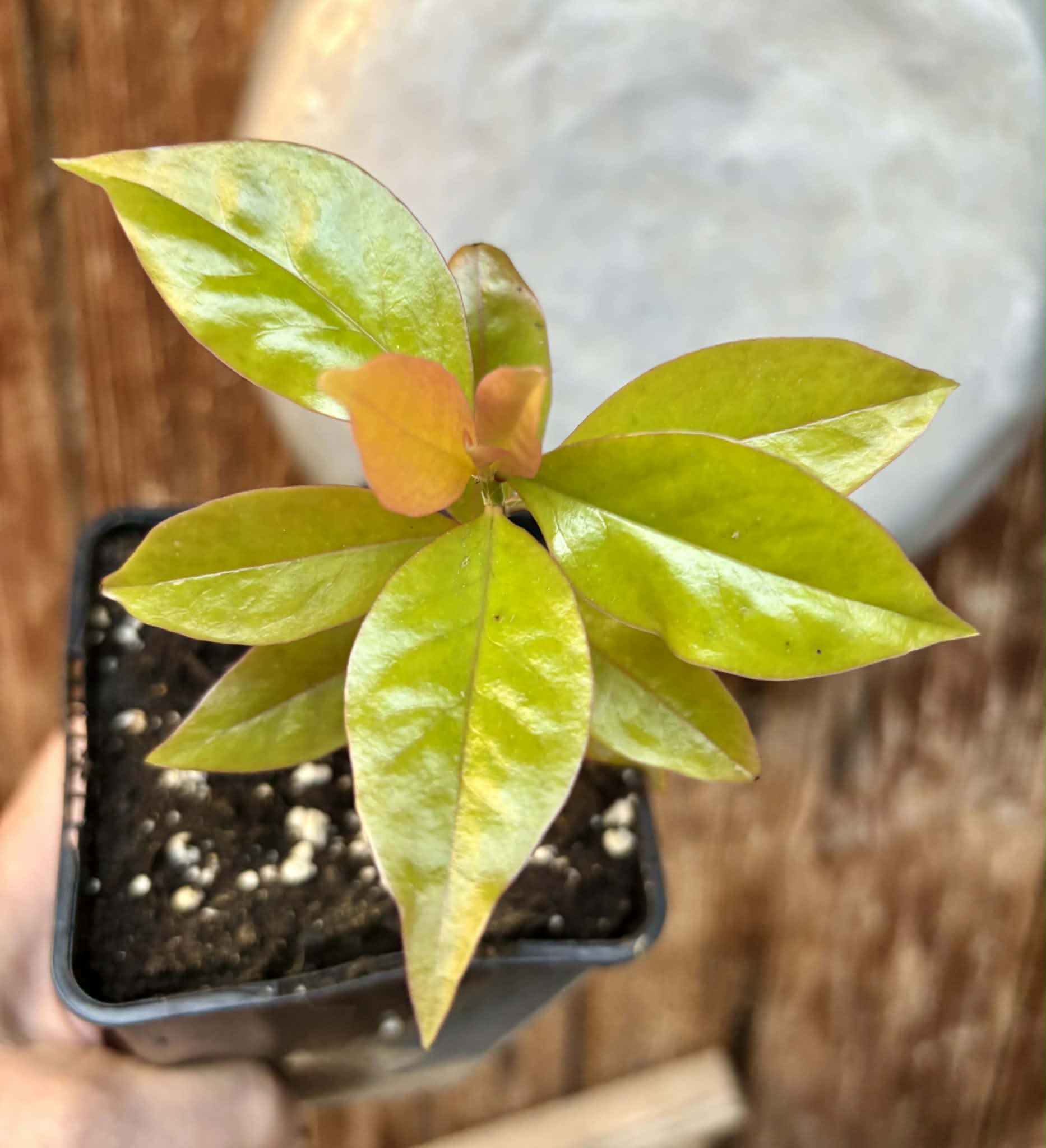 Pereskia aculeata var. godseffiana (Barbados Gooseberry) - 1 potted plant / 1 getopfte Pflanze