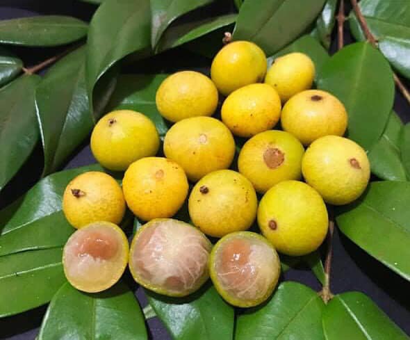 9 years old - Yellow Jaboticaba (Myrciaria glazioviana) - 1 potted plant / 1 getopfte Pflanze 