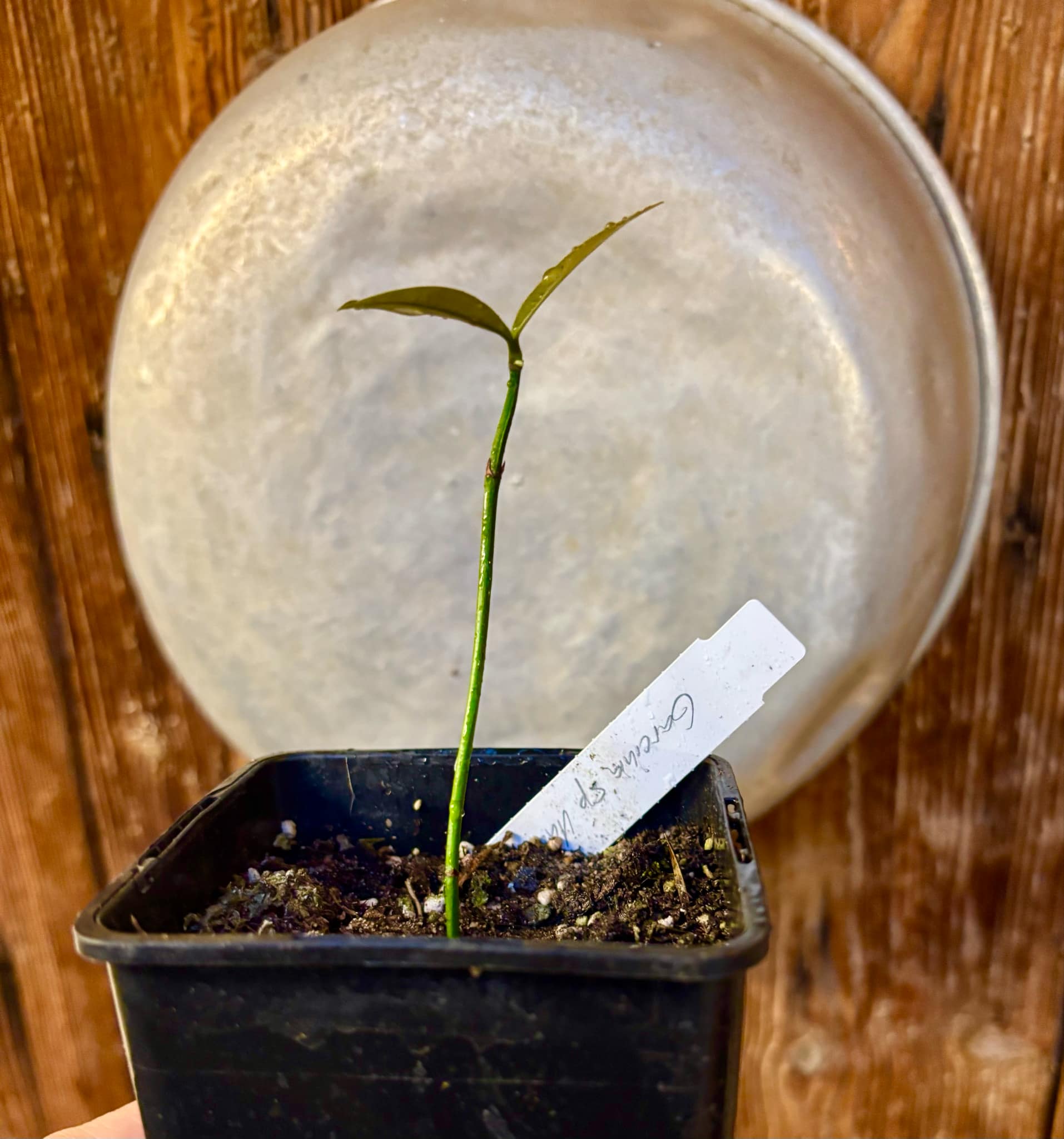 Garcinia sp UNA - 1 small potted seedling / 1 kleiner, getopfter Sämling