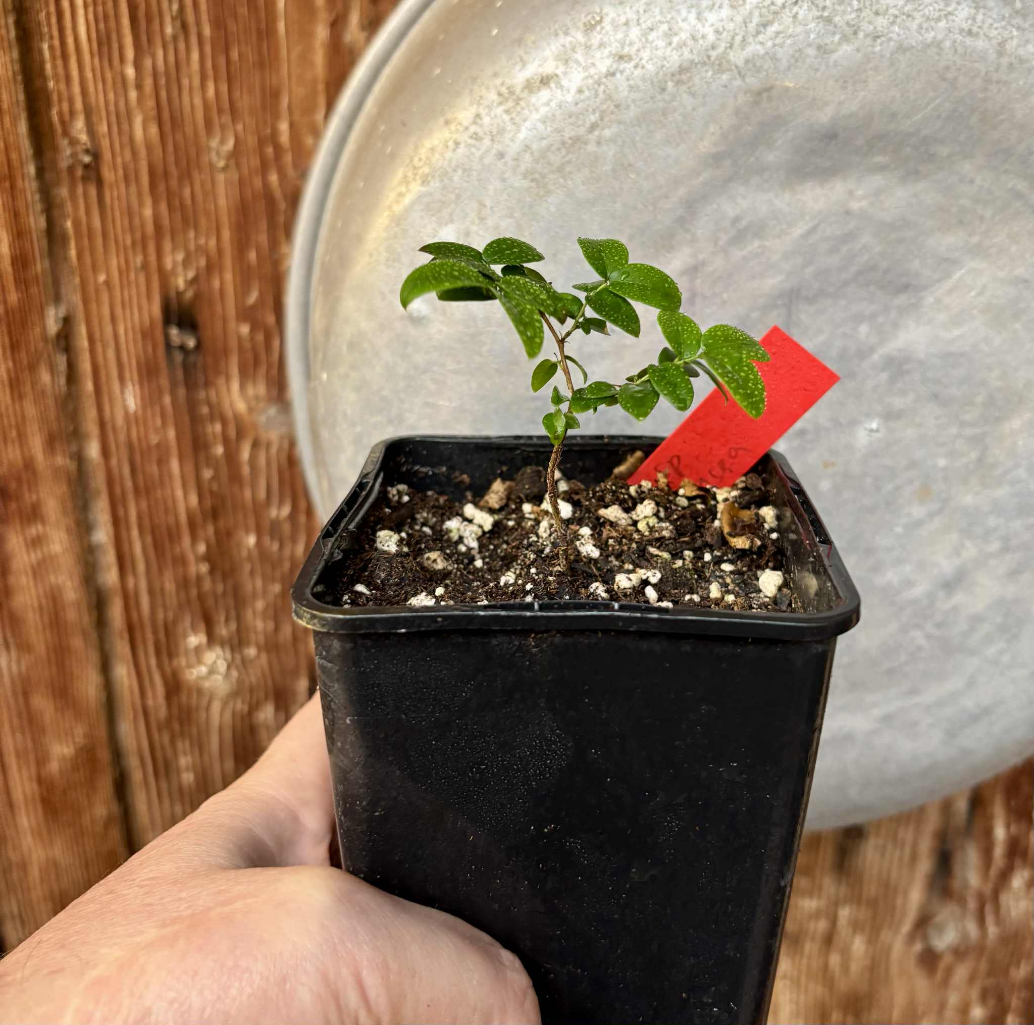 Jaboticaba - Plinia sp Canelinha Polpa rosea - 1 small potted seedling / 1 kleiner, getopfter Sämling