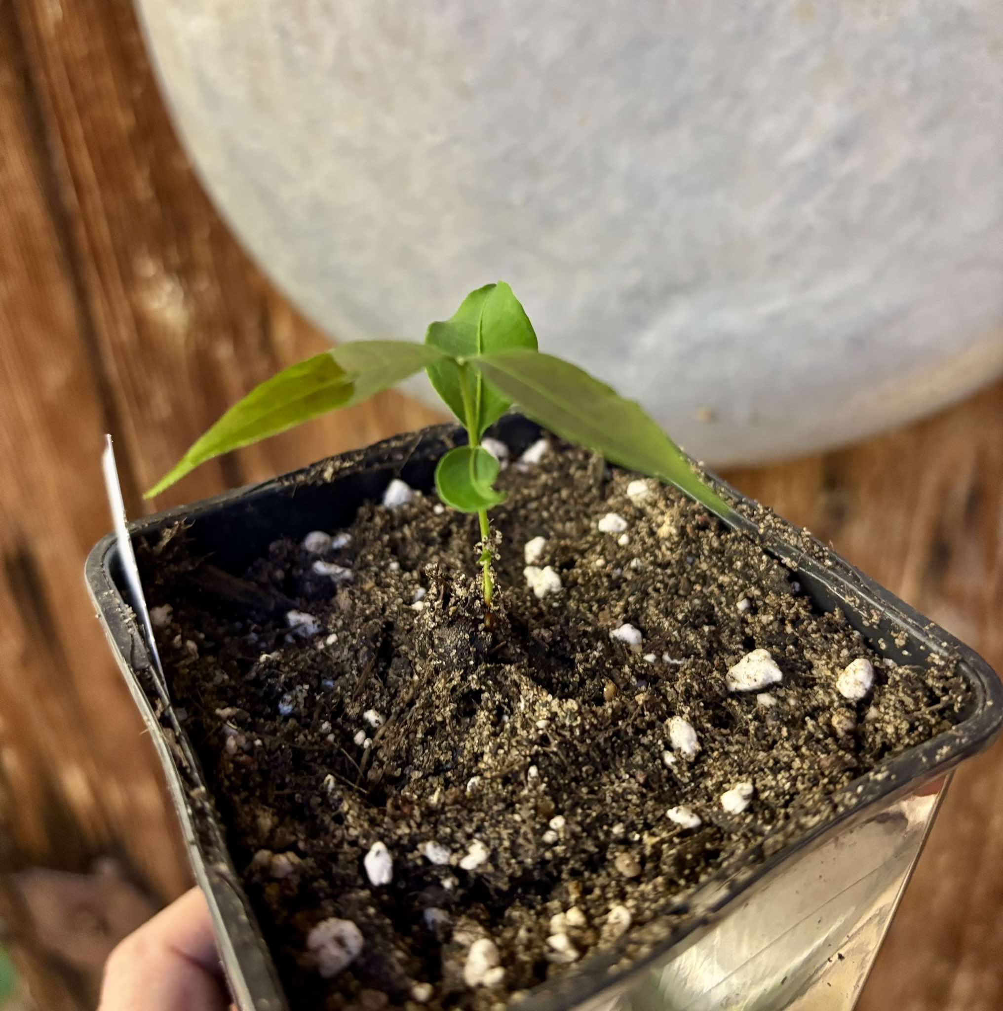 Uvaia maracuja (Eugenia ternatifolia) - 1 small potted seedling / 1 kleiner, getopfter Sämling