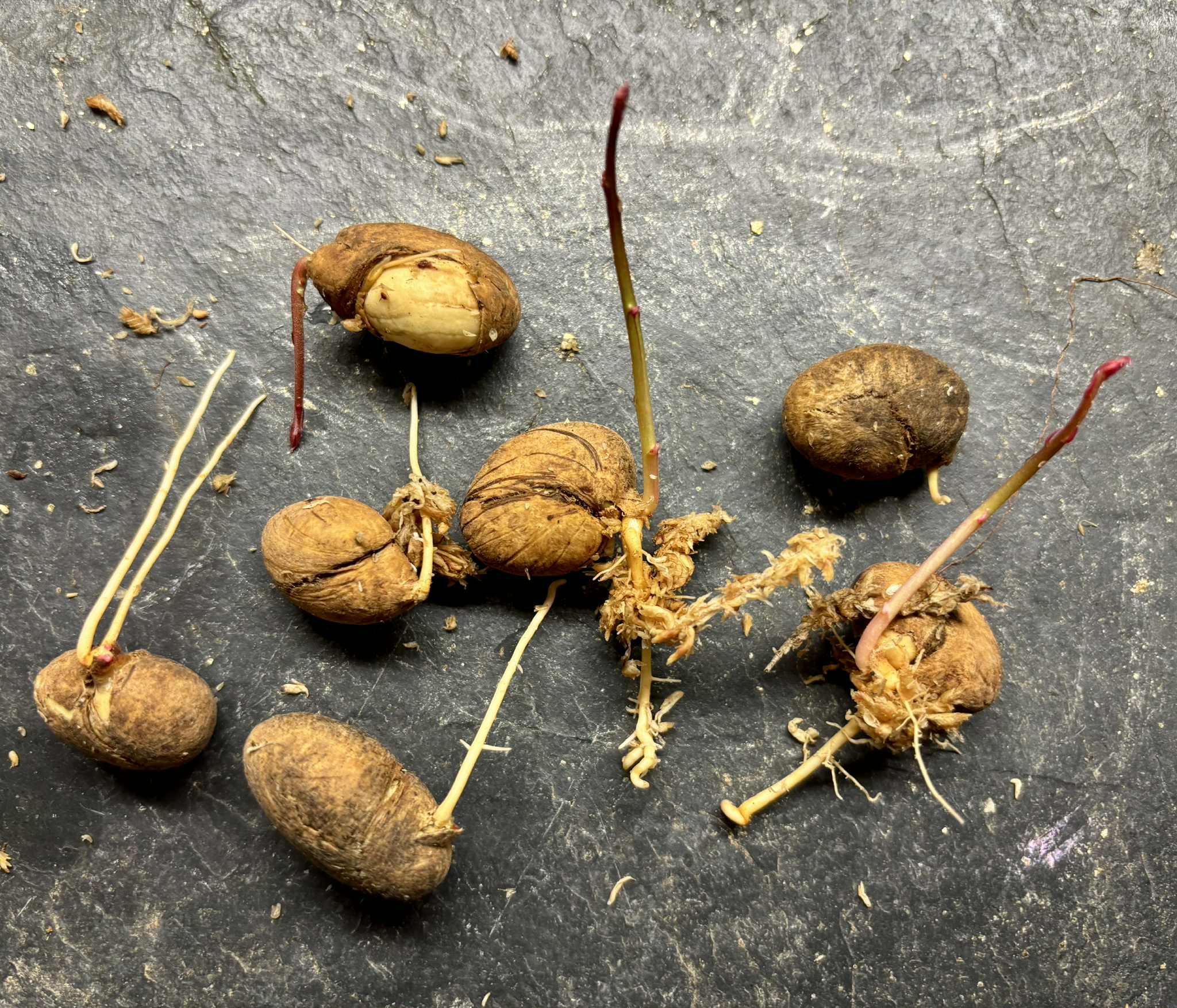 Eugenia sp Labisia -  1 germinated seed / 1 gekeimter Samen