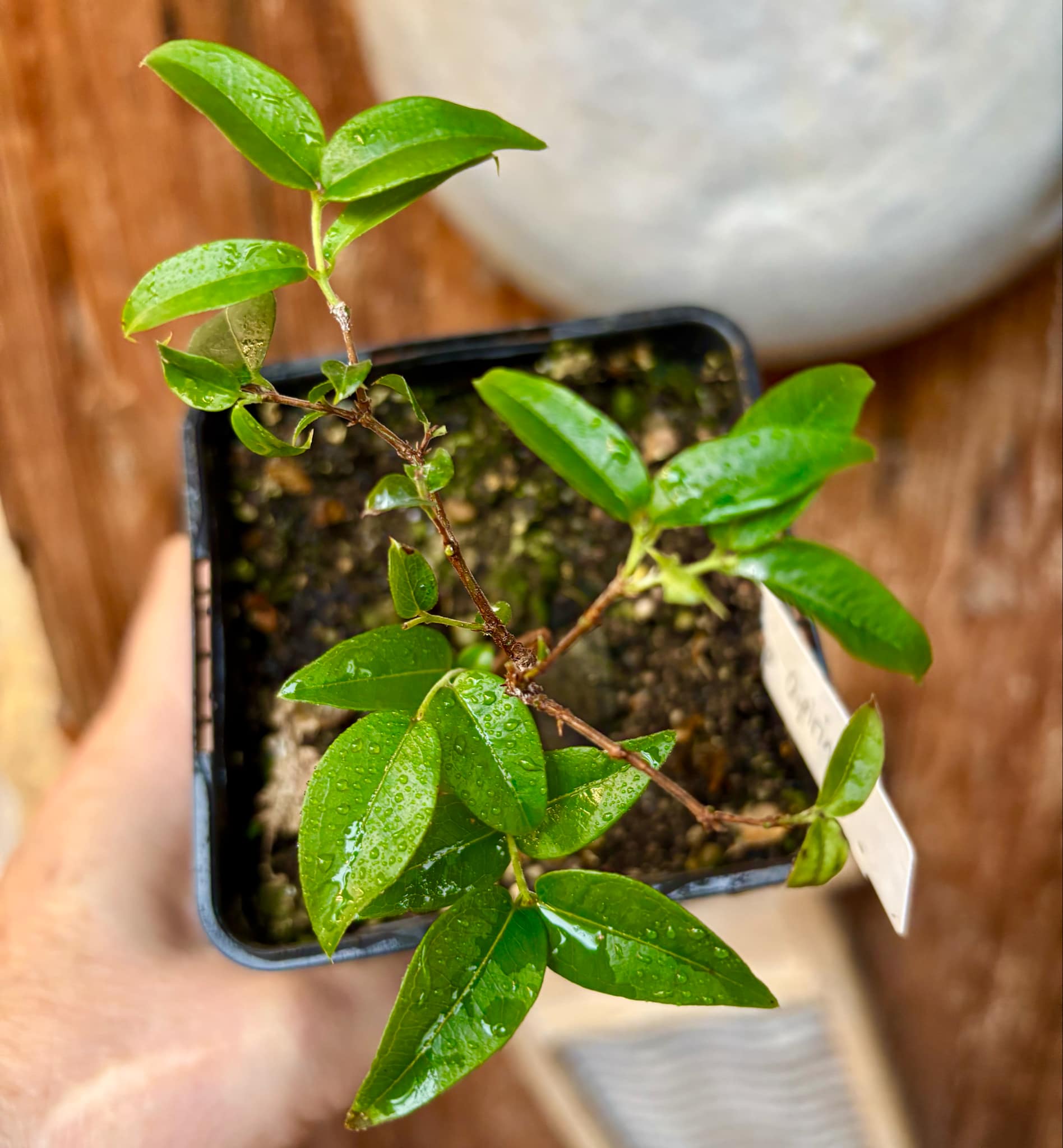 Jaboticaba Oipirinha (Plinia sp) - 1 small potted plant/ 1 kleine, getopfte Pflanze