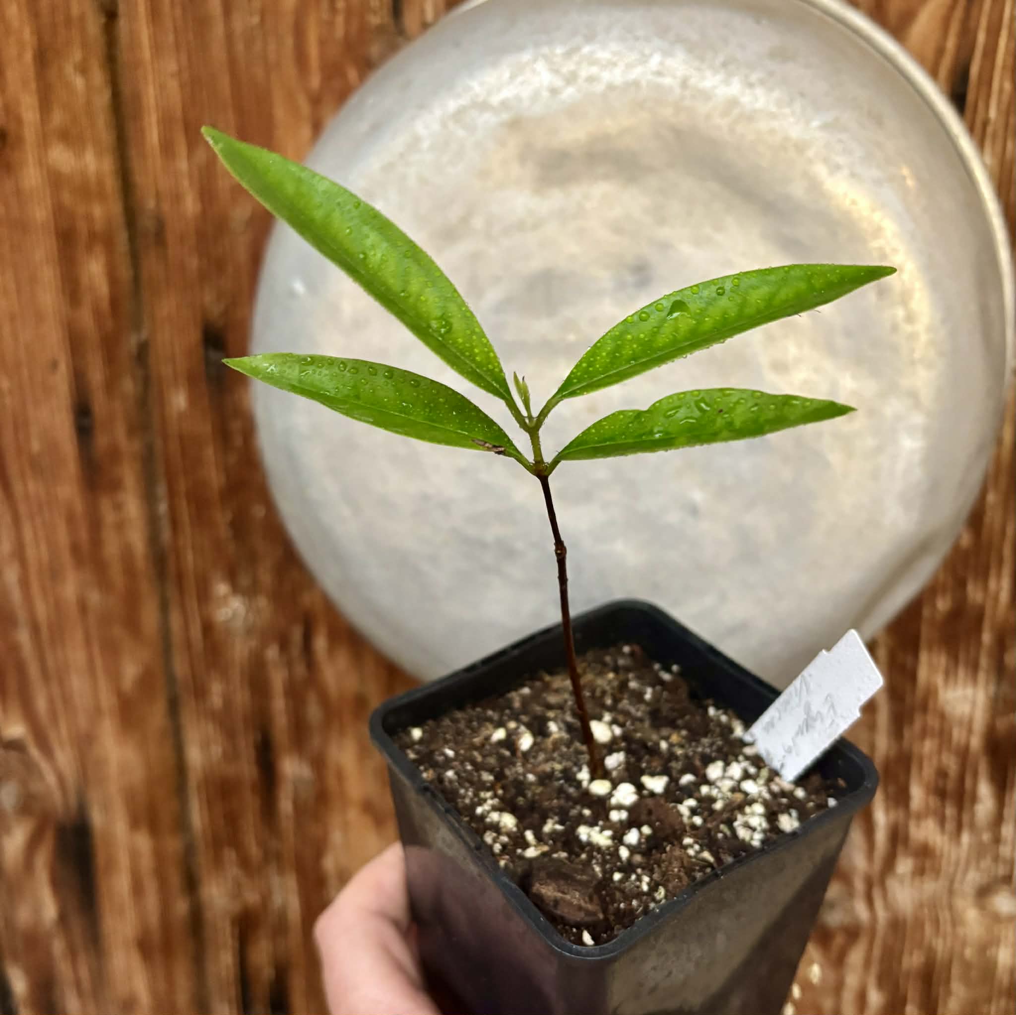 Eugenia sp Vinacea -  1 potted seedling / 1 getopfter Sämling