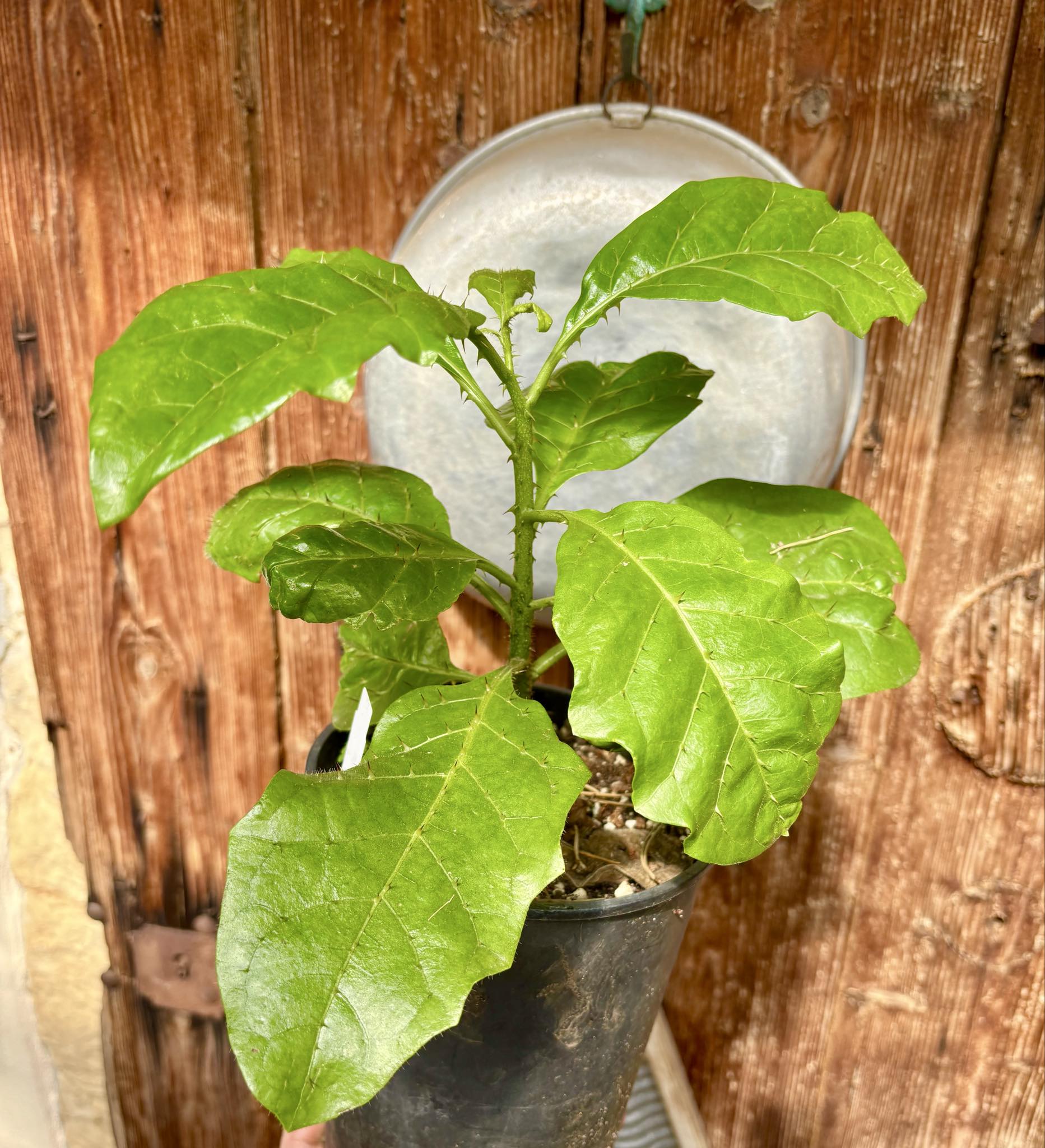 Solanum sp Verde Bahia - 1 potted plant / 1 getopfte Pflanze