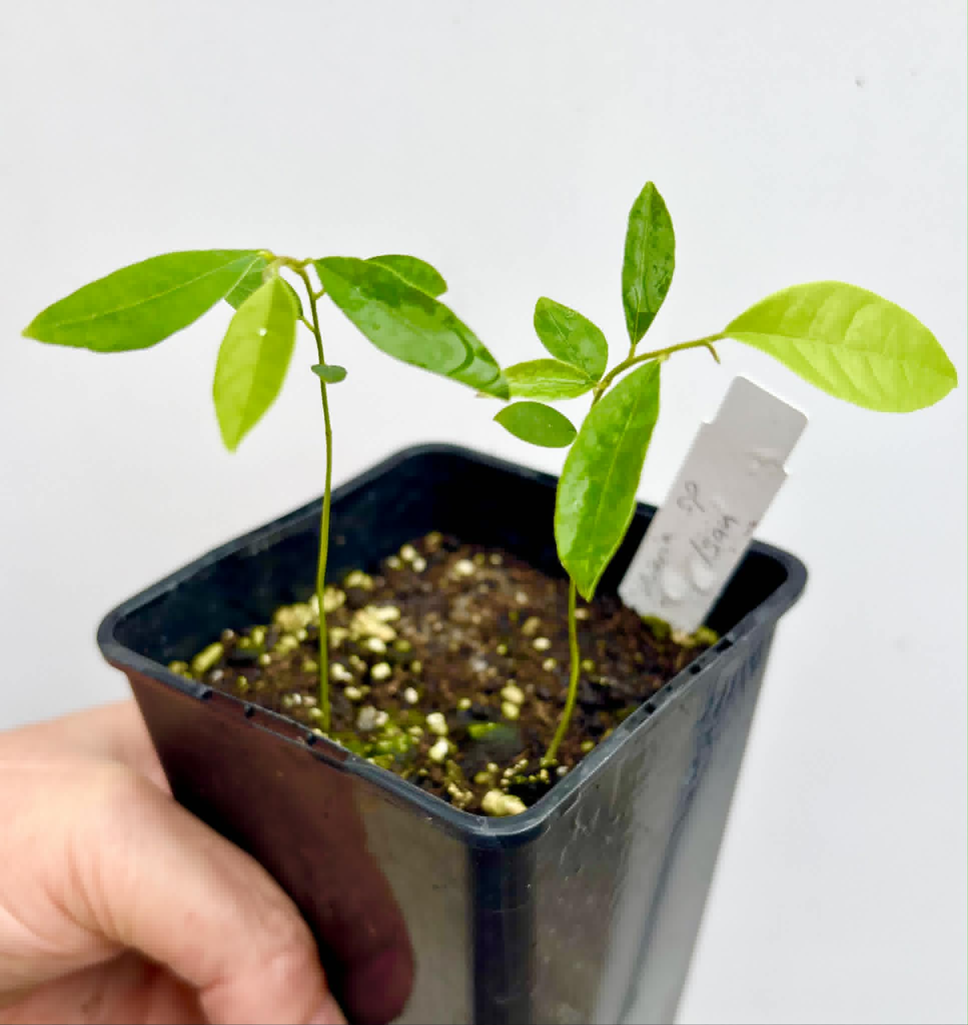 2 in 1 pot - Uvaria sp Isan - 2 seedlings in one pot / 2 Sämlinge in einem Topf