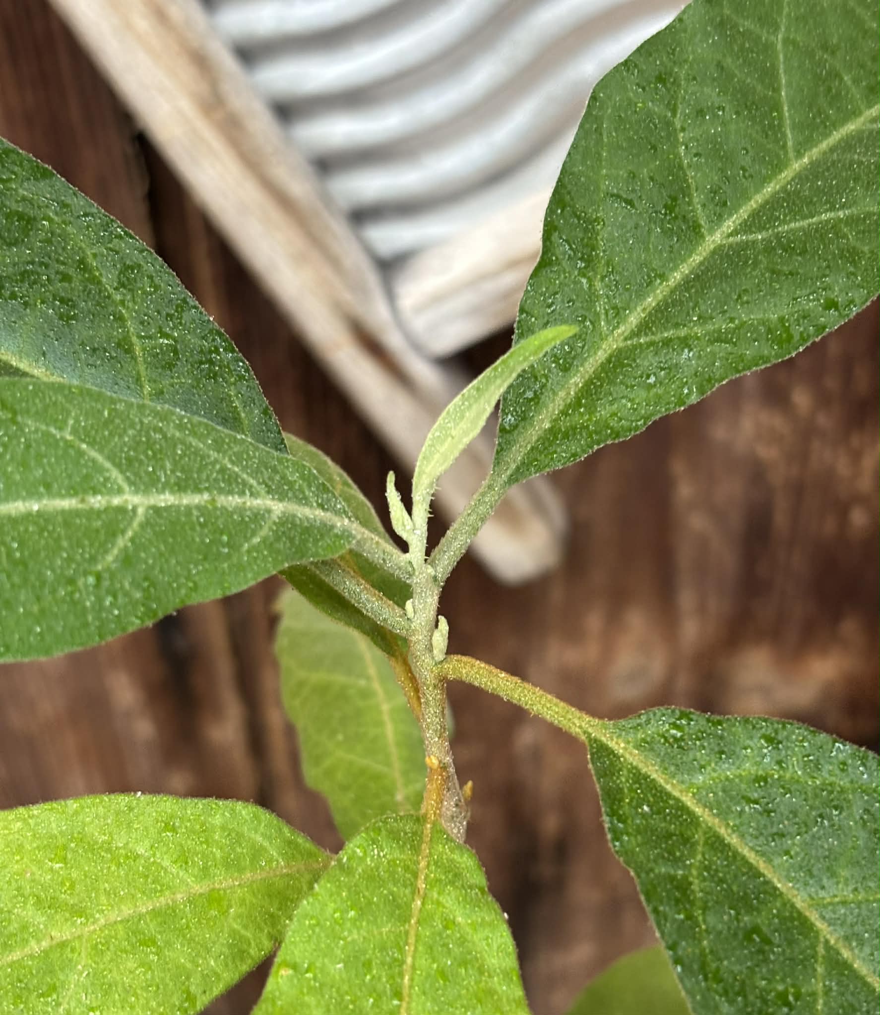 Solanum sp. Mata Escura - 1 potted plant / 1 getopfte Pflanze
