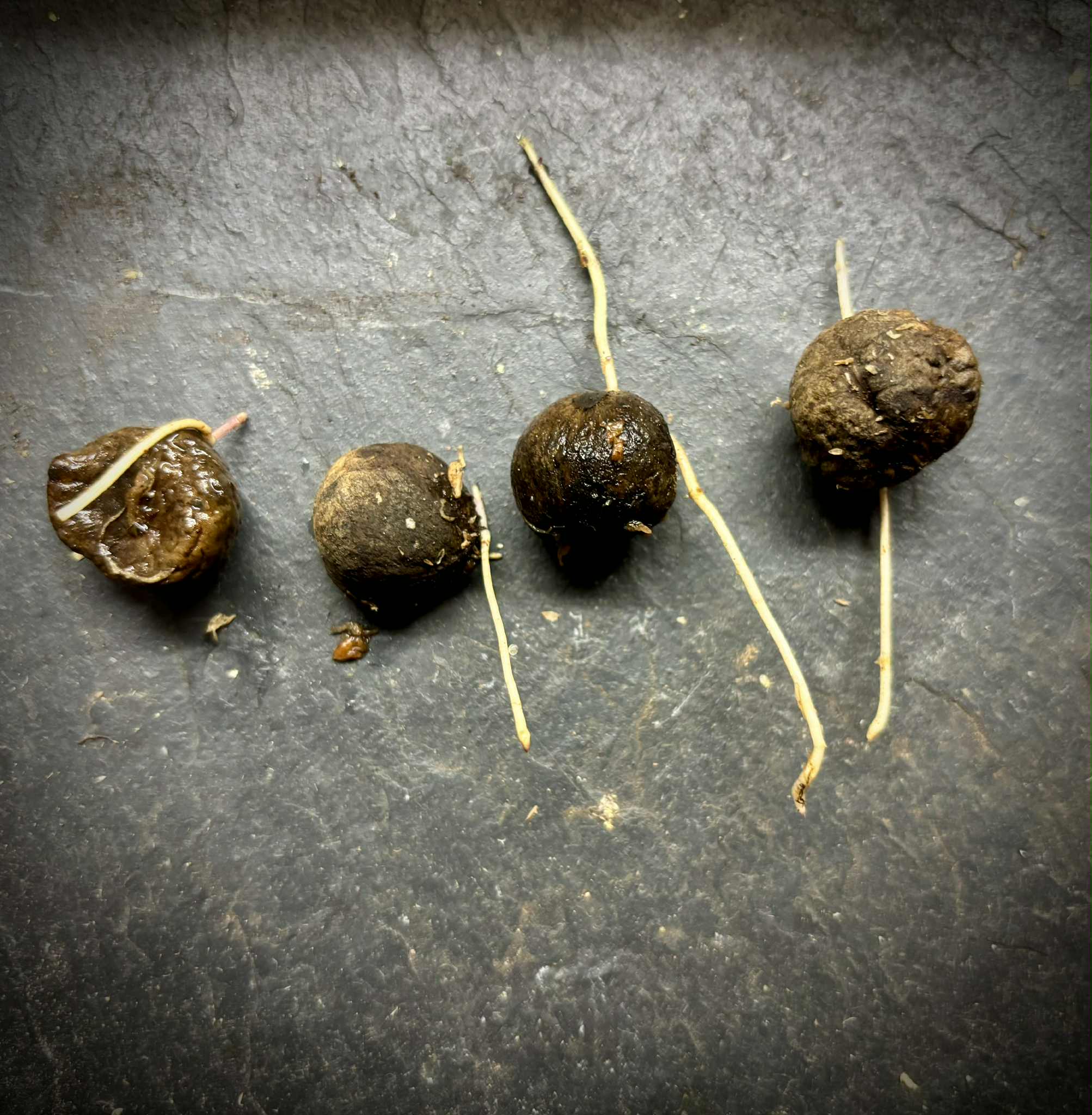 Cathedra sp Rondonia -  1 germinated seed / 1 gekeimter Samen Cathedra sp Rondonia -  1 germinated seed / 1 gekeimter Samen