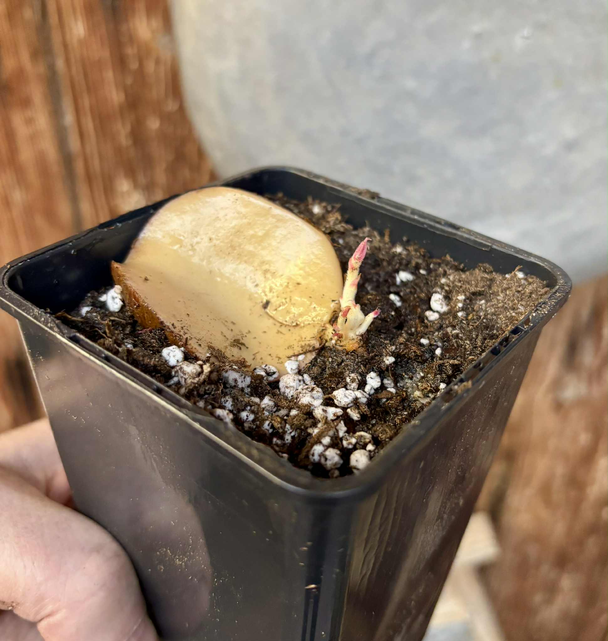 3 shots - Plinia longiacuminata Nr. 4 -  1 potted seedling / 1 getopfter Sämling