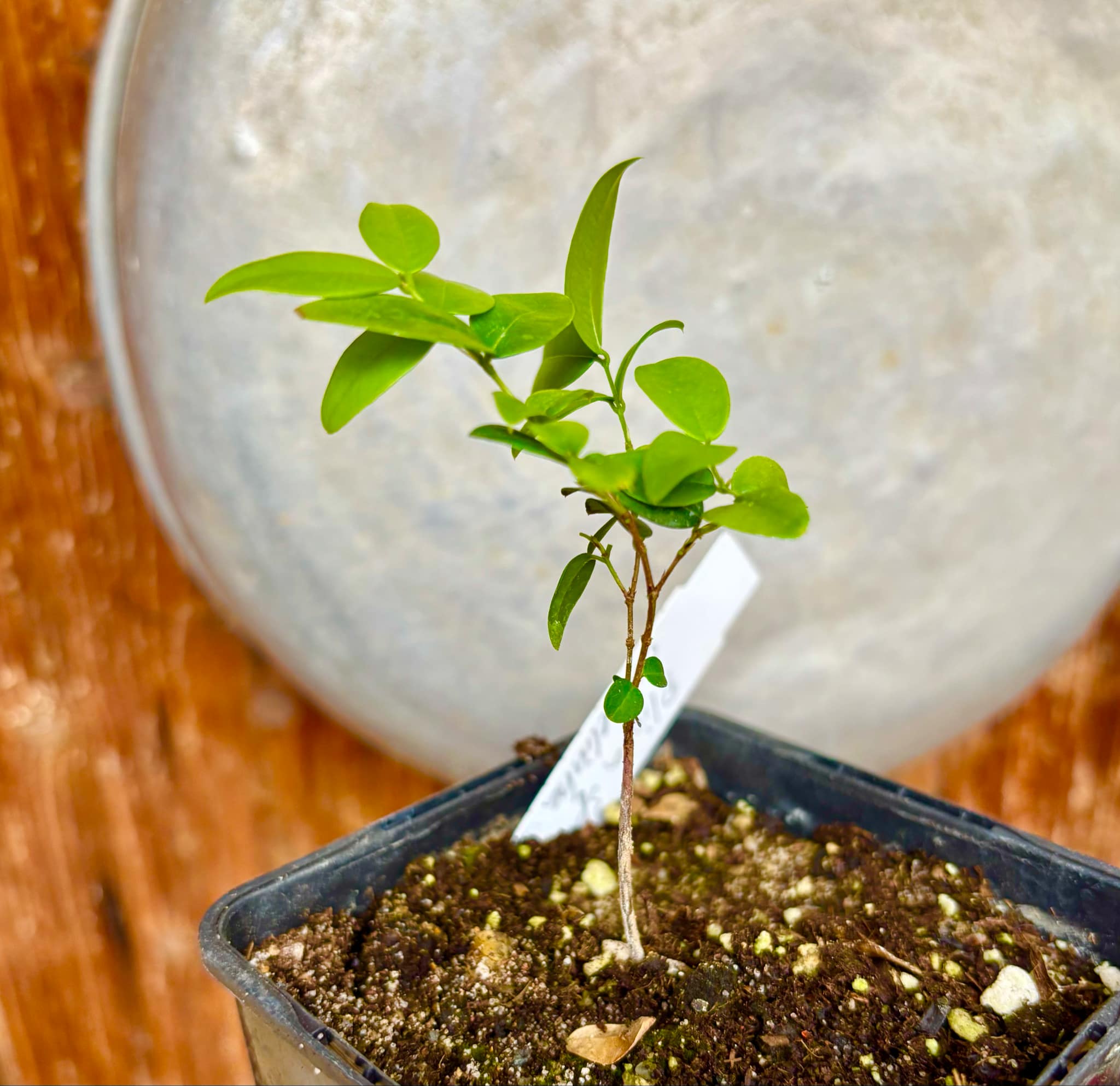 Jaboticaba - Plinia sp Canelinha Polpa branca - 1 small potted seedling / 1 kleiner, getopfter Sämling