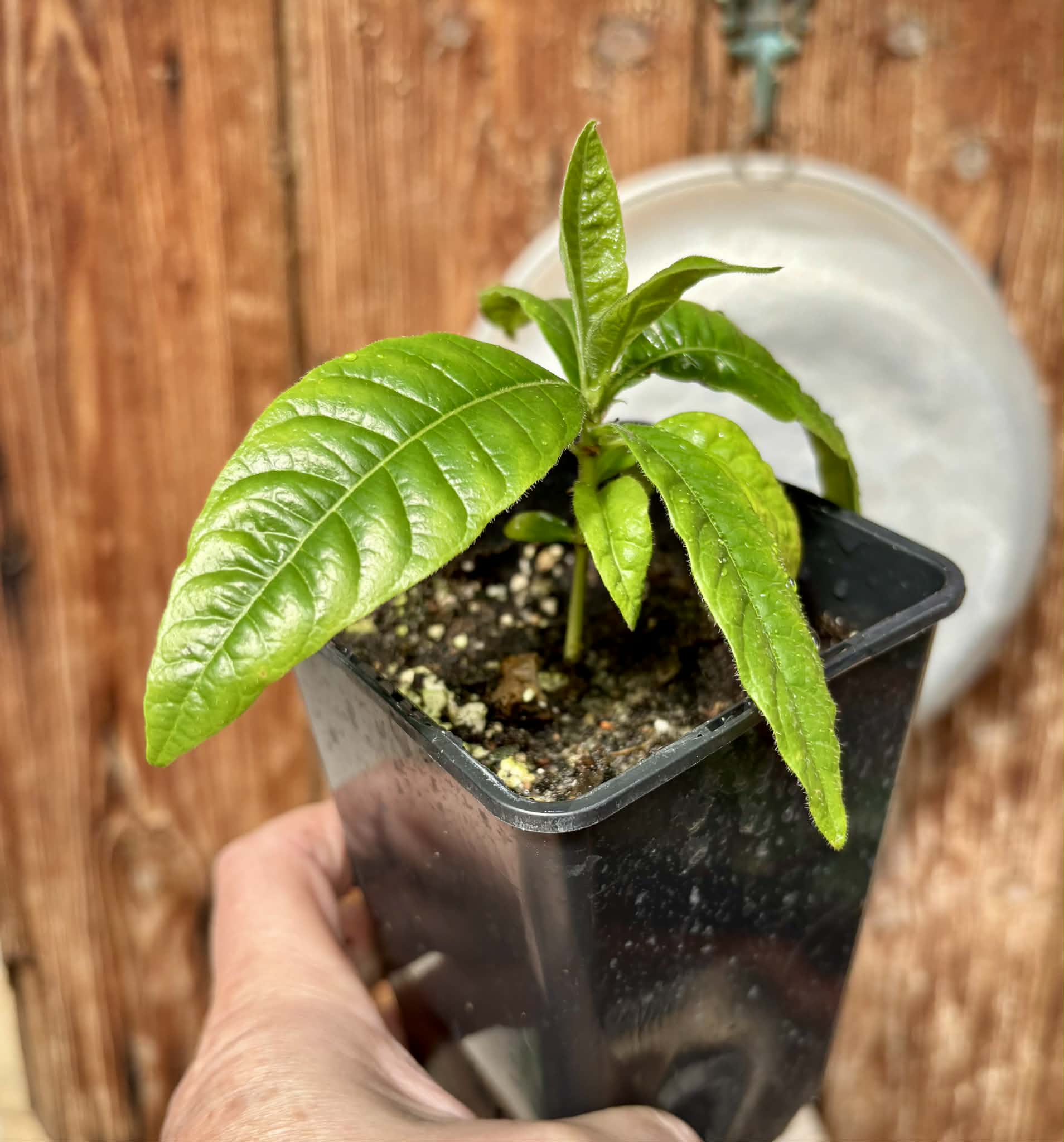 Cordiera sp Jenipapo - 1 potted plant / 1 getopfte Pflanze