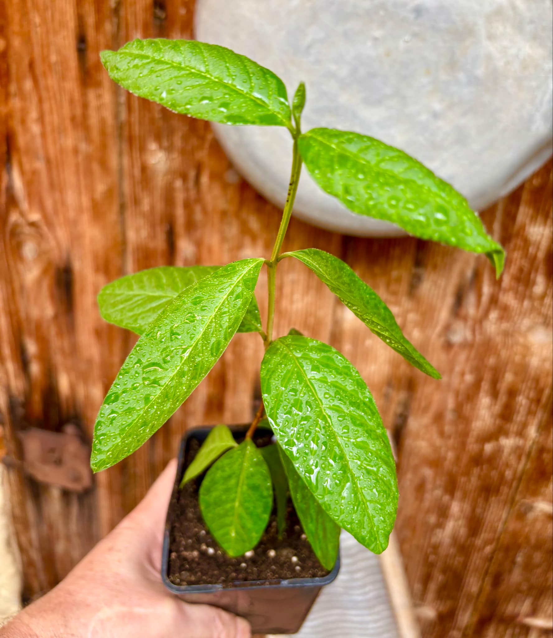 Psidium guajava - Peach - 1 potted plant / 1 getopfte Pflanze
