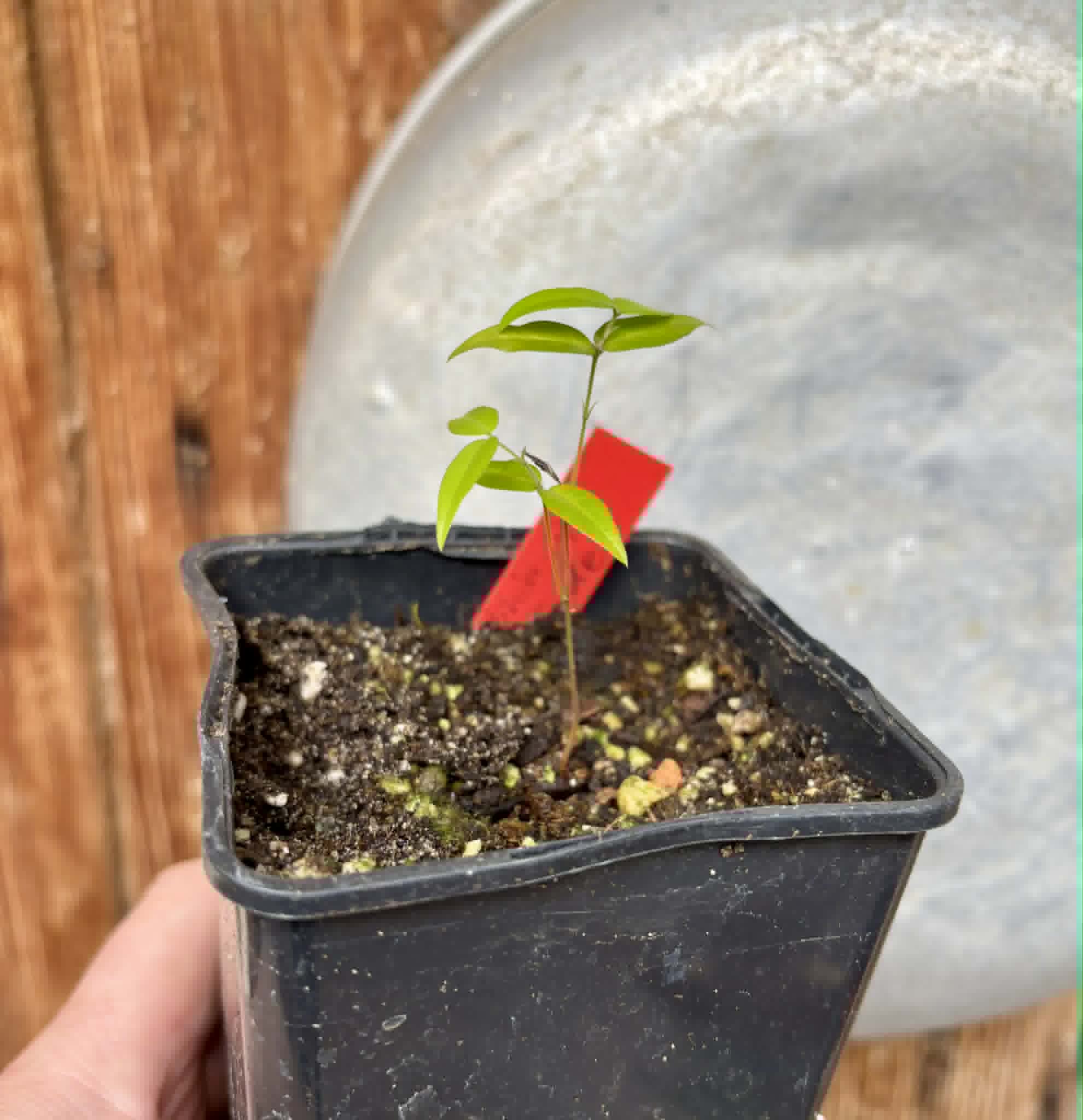 Plinia sp. do Frade - 1 potted seedling / 1 getopfter Sämling