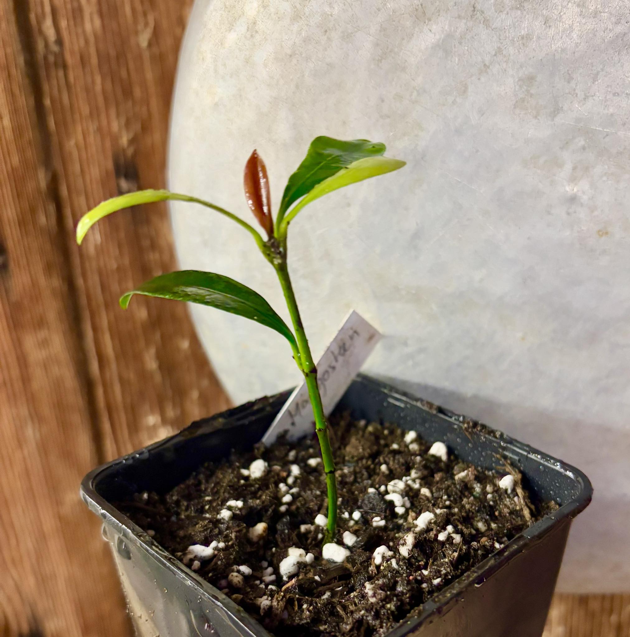 Lemon Drop Mangosteen (Garcinia intermedia) - 1 potted plant / 1 getopfte Pflanze