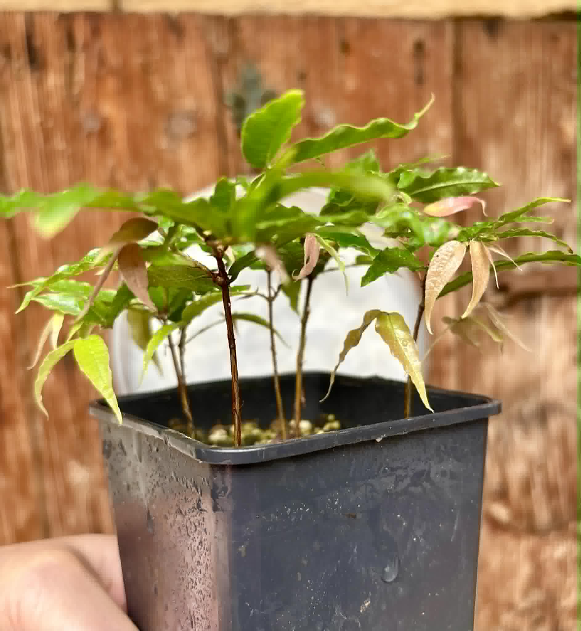 5 in 1 pot - Plinia sp Dandara -  5 seedlings in one pot / 5 Sämlinge in einem Topf