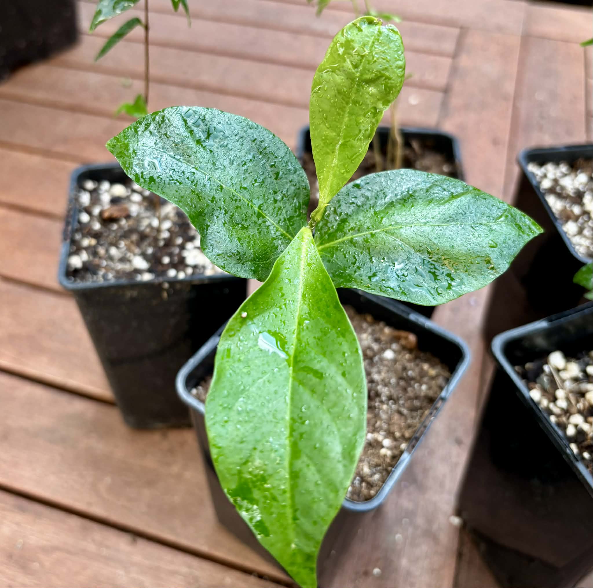 Collection of 5 exotic fruit plants for beginners  -  5 different potted plants / 5 verschiedene, getopfte Pflanzen