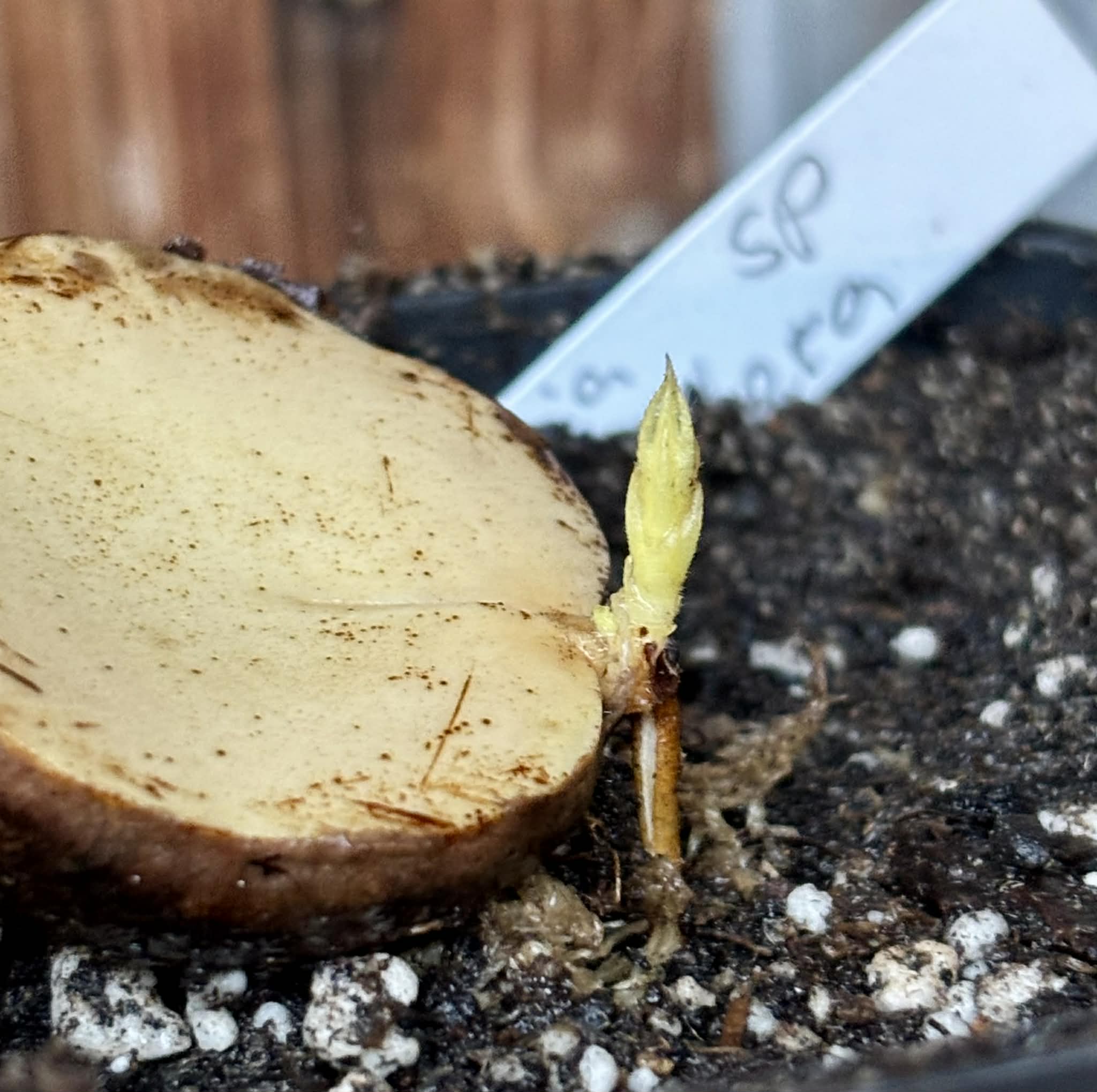 Plinia sp Sedutora -  1 potted seedling / 1 getopfter Sämling