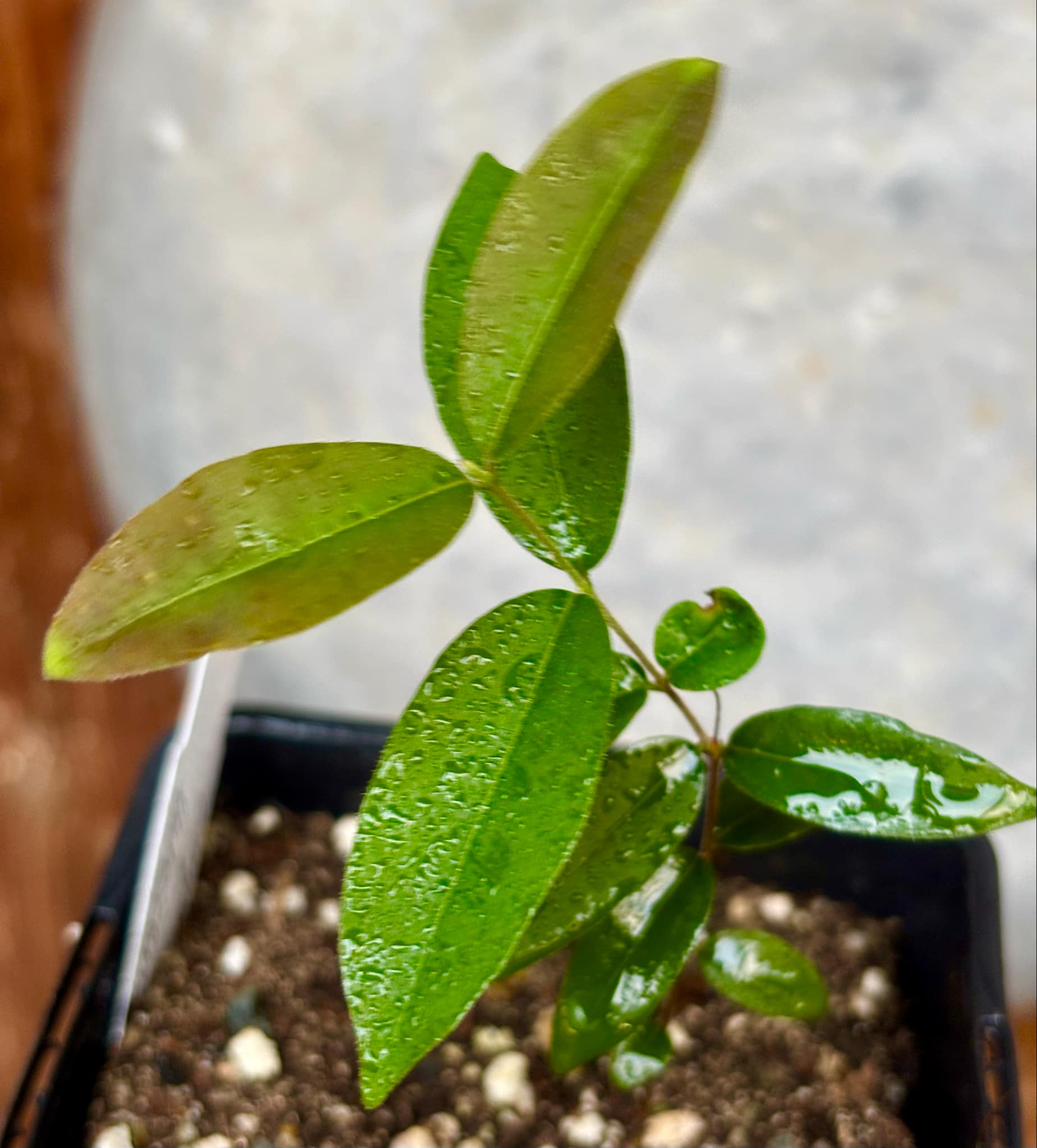 Uvaia do Campo - Eugenia lutescens -  1 small potted seedling / 1 kleiner, getopfter Sämling