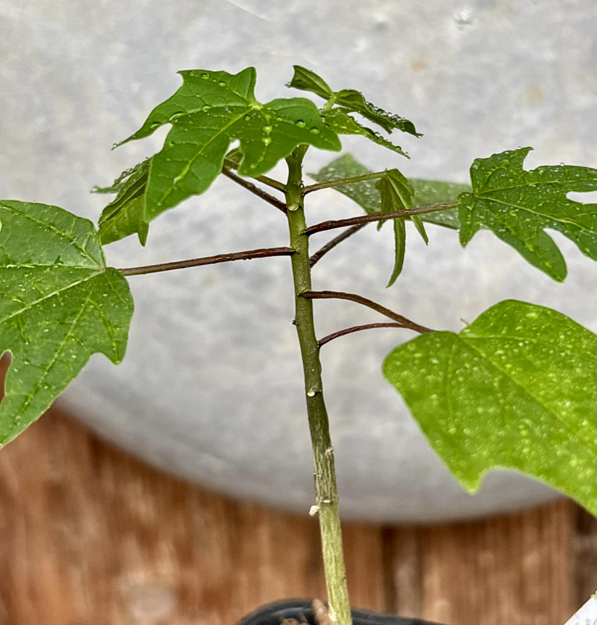 Yellow Krabi Papaya (Carica papaya) - 1 potted seedling / 1 getopfter Sämling 