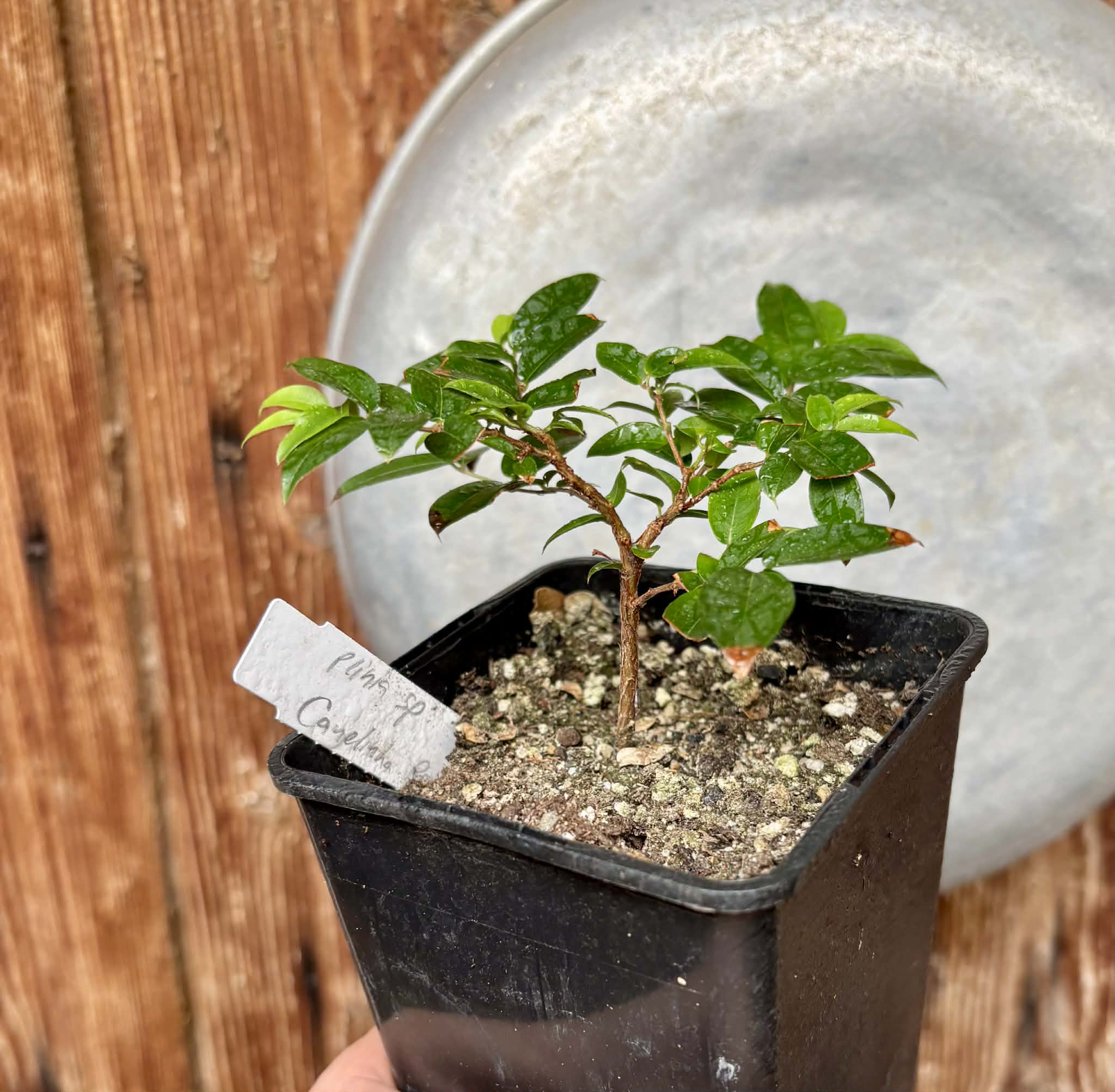 Jaboticaba - Plinia sp Canelinha Polpa rosea - 1 potted seedling / 1 getopfter Sämling