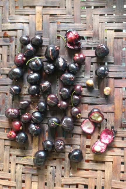 Pre Order - Cambui do Rio Parnaiba (Eugenia biflora) -  1 fresh seed / 1 frischer Samen