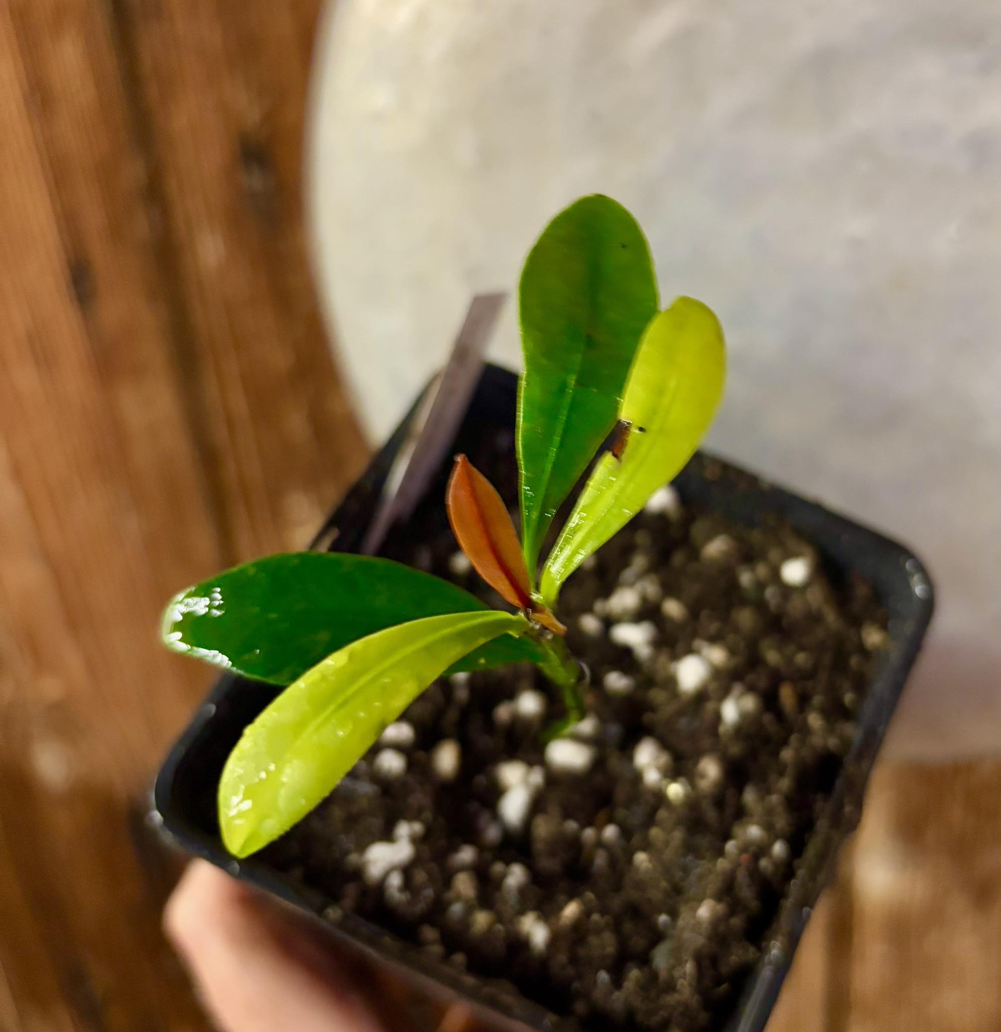 Lemon Drop Mangosteen (Garcinia intermedia) - 1 potted plant / 1 getopfte Pflanze