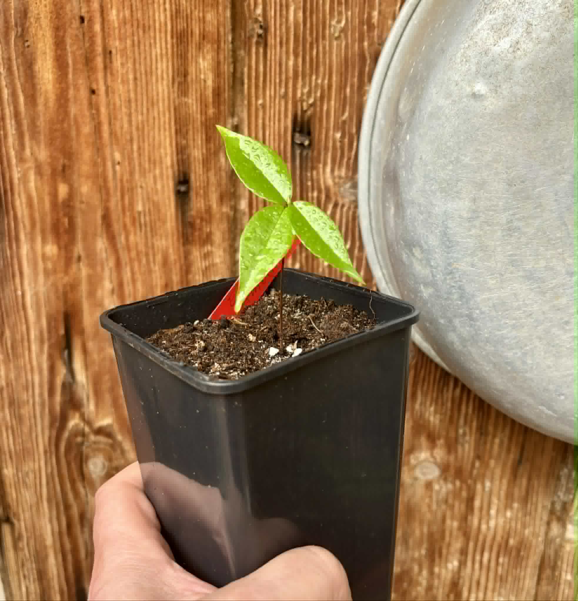 Eugenia sp Ametista - 1 potted seedling / 1 getopfter Sämling