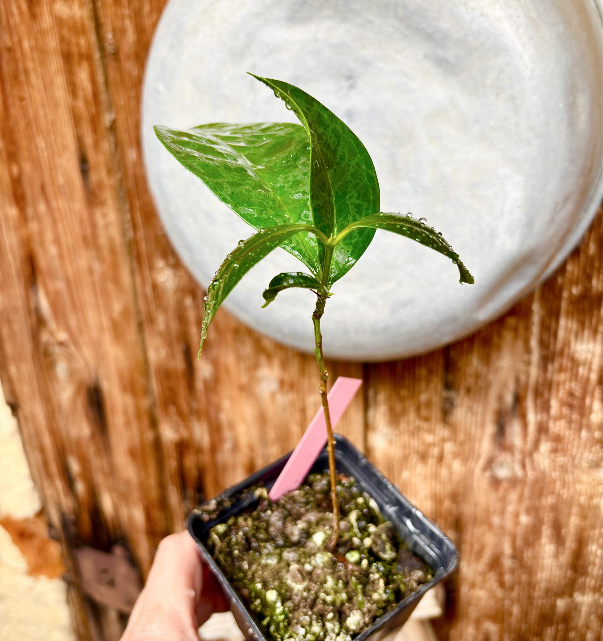 Syzygium sp Khao Luang - 1 potted plant / 1 getopfte Pflanze Syzygium sp Khao Luang - 1 potted plant / 1 getopfte Pflanze