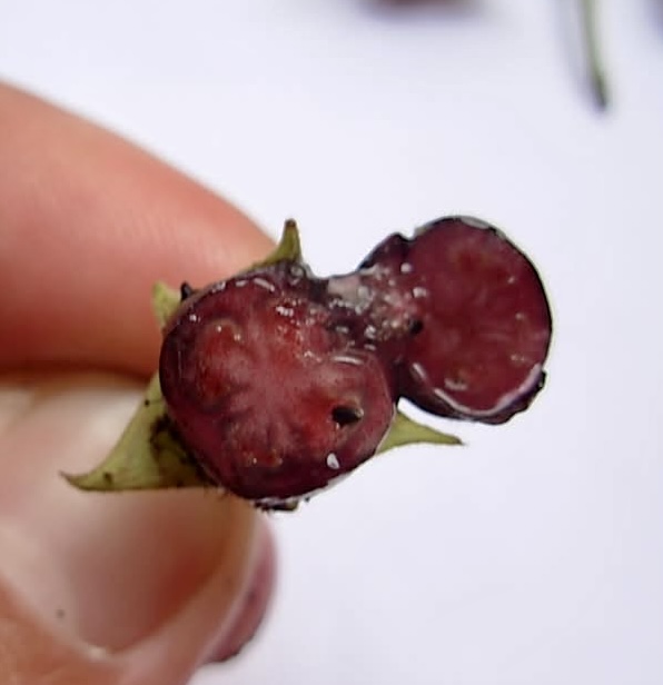 Guaí (Prockia crucis) - 10 fresh seeds / 10 frische Samen 