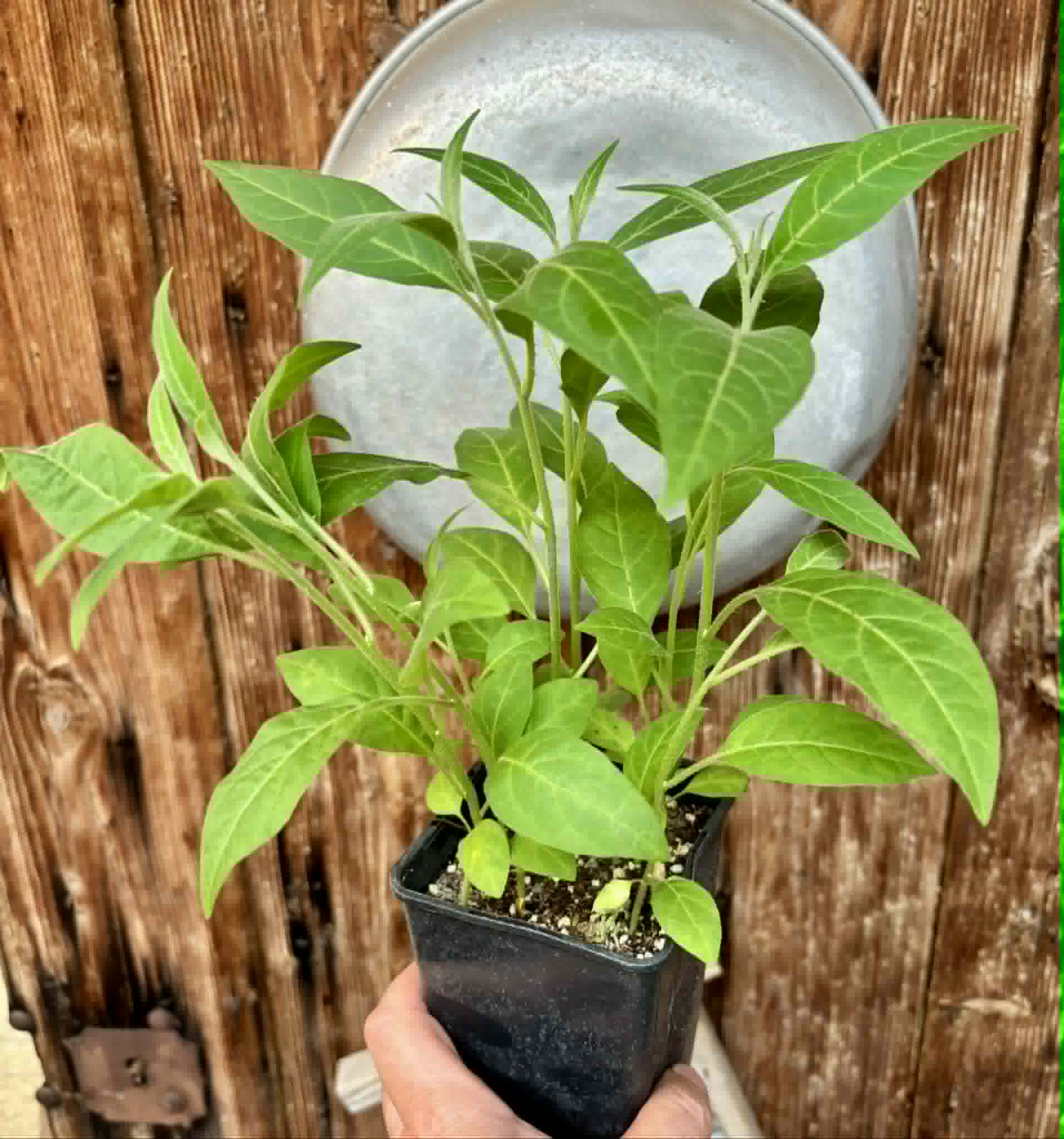 8 in 1 pot - Solanum sp. Mata Escura - 8 seedlings in one pot - 8 Sämlinge in einem Topf