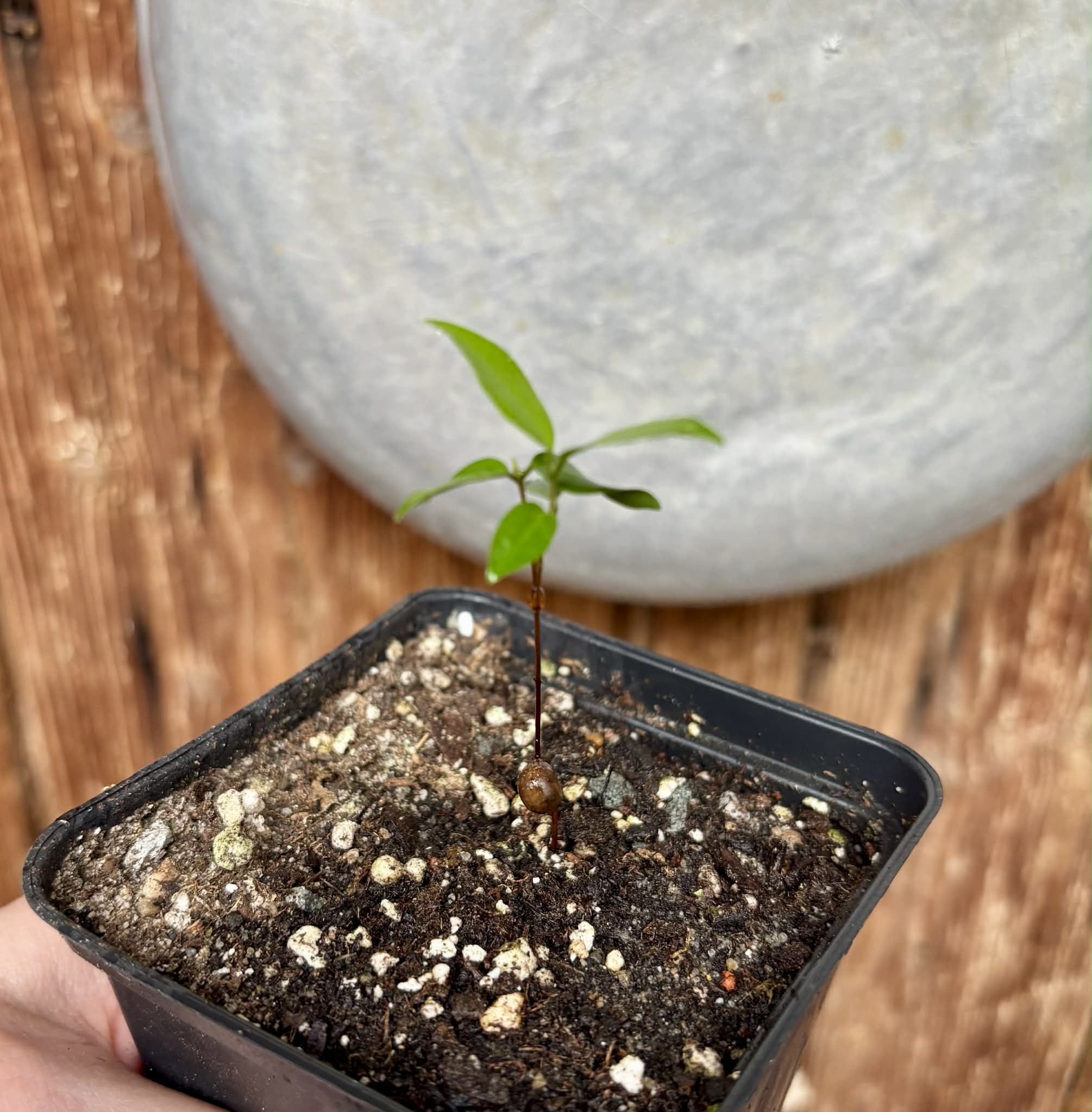Guamirim Cereja do Sul (Eugenia modesta) - 1 potted seedling / 1 getopfter Sämling