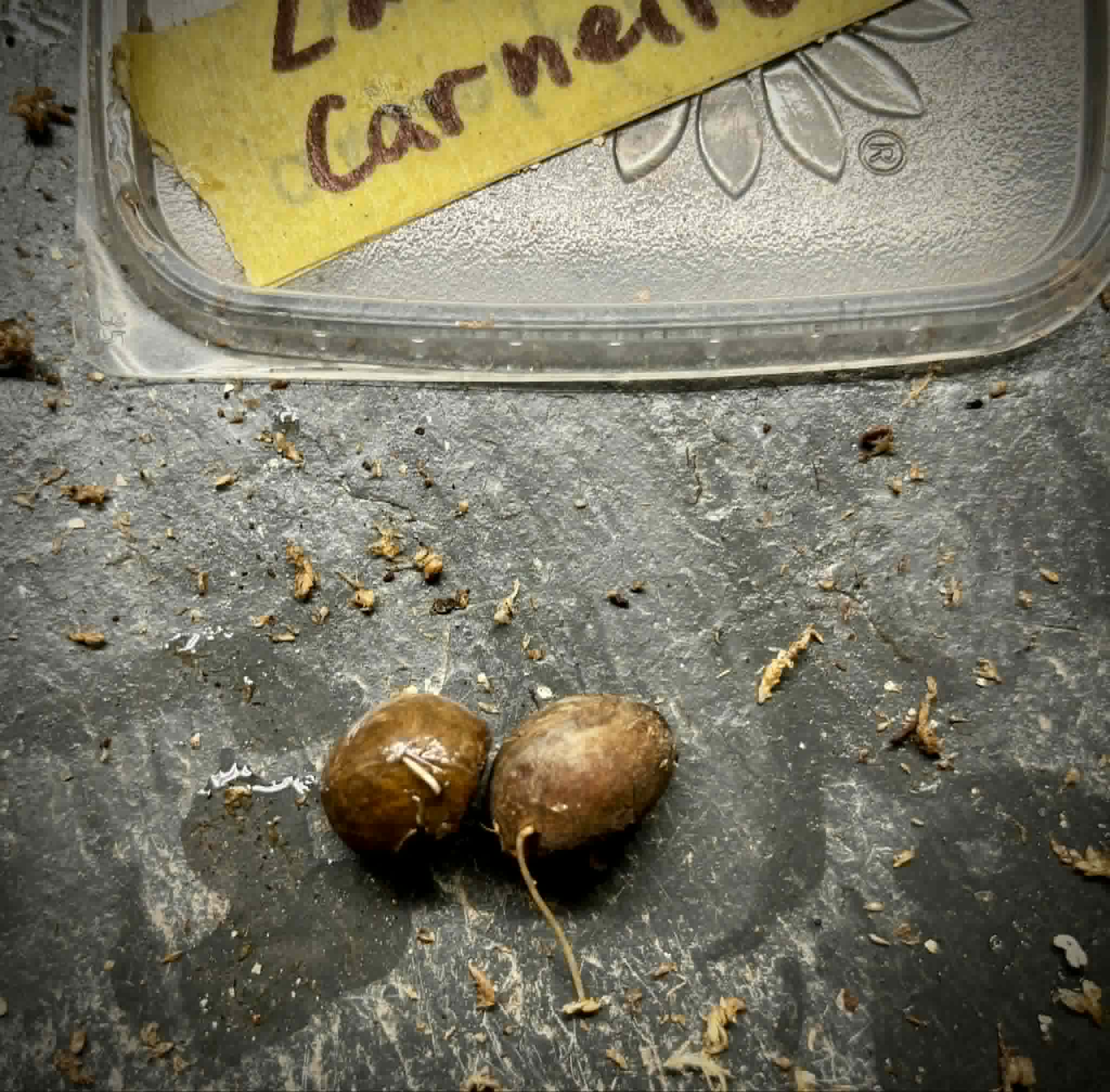 Eugenia sp La de Carneiro - 1 germinated seed / 1 gekeimter Samen