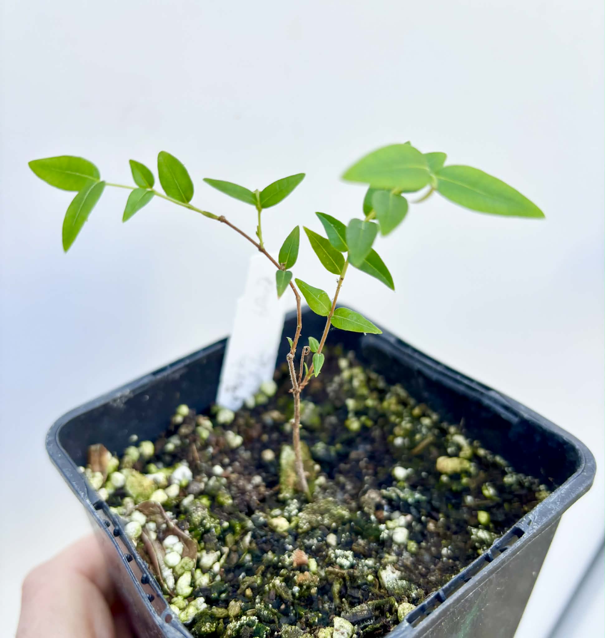 Myrciaria cuspidata BLACK - 1 potted seedling / 1 getopfter Sämling