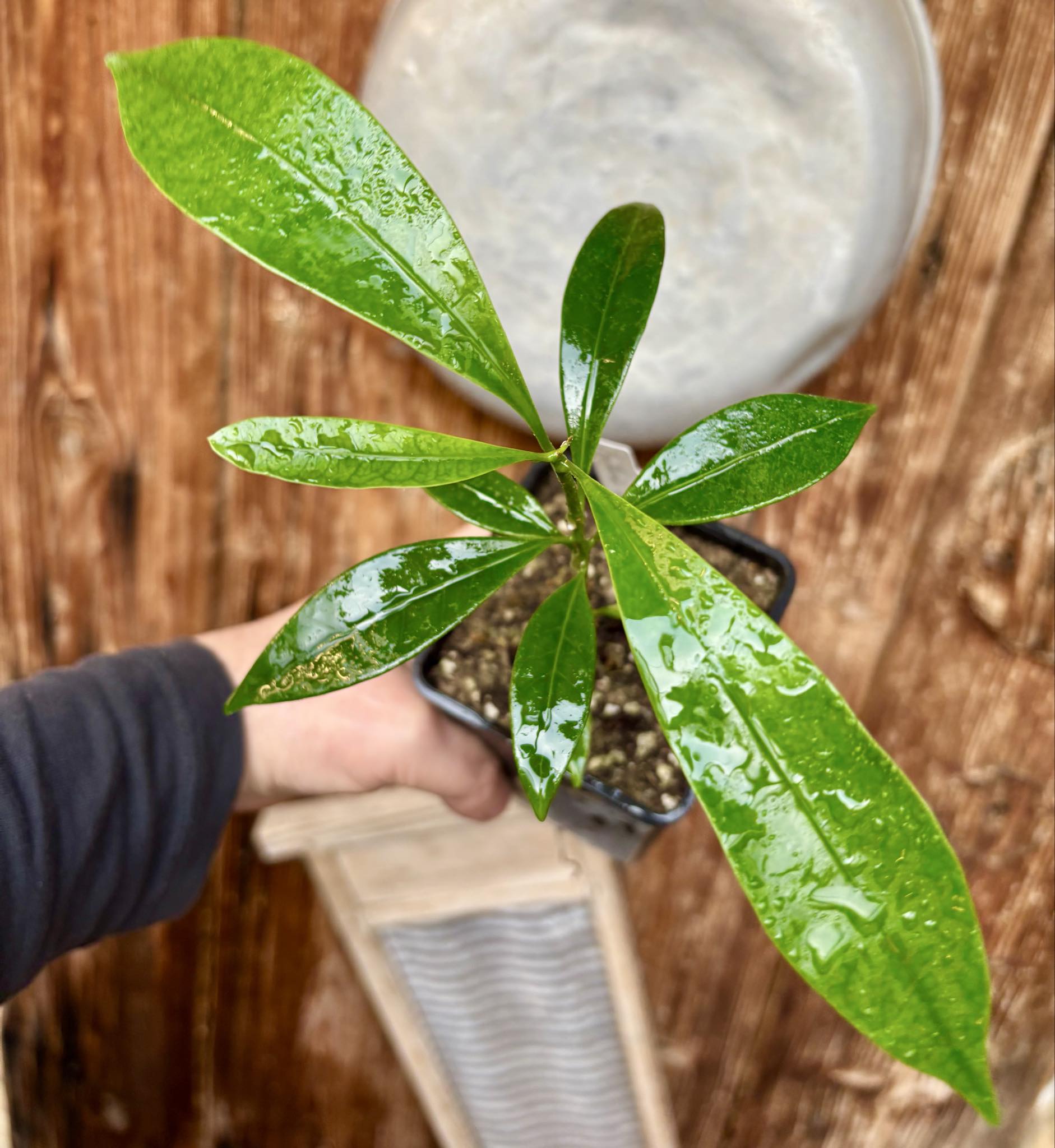 Pouteria macahensis - 1 potted seedling / 1 getopfter Sämling