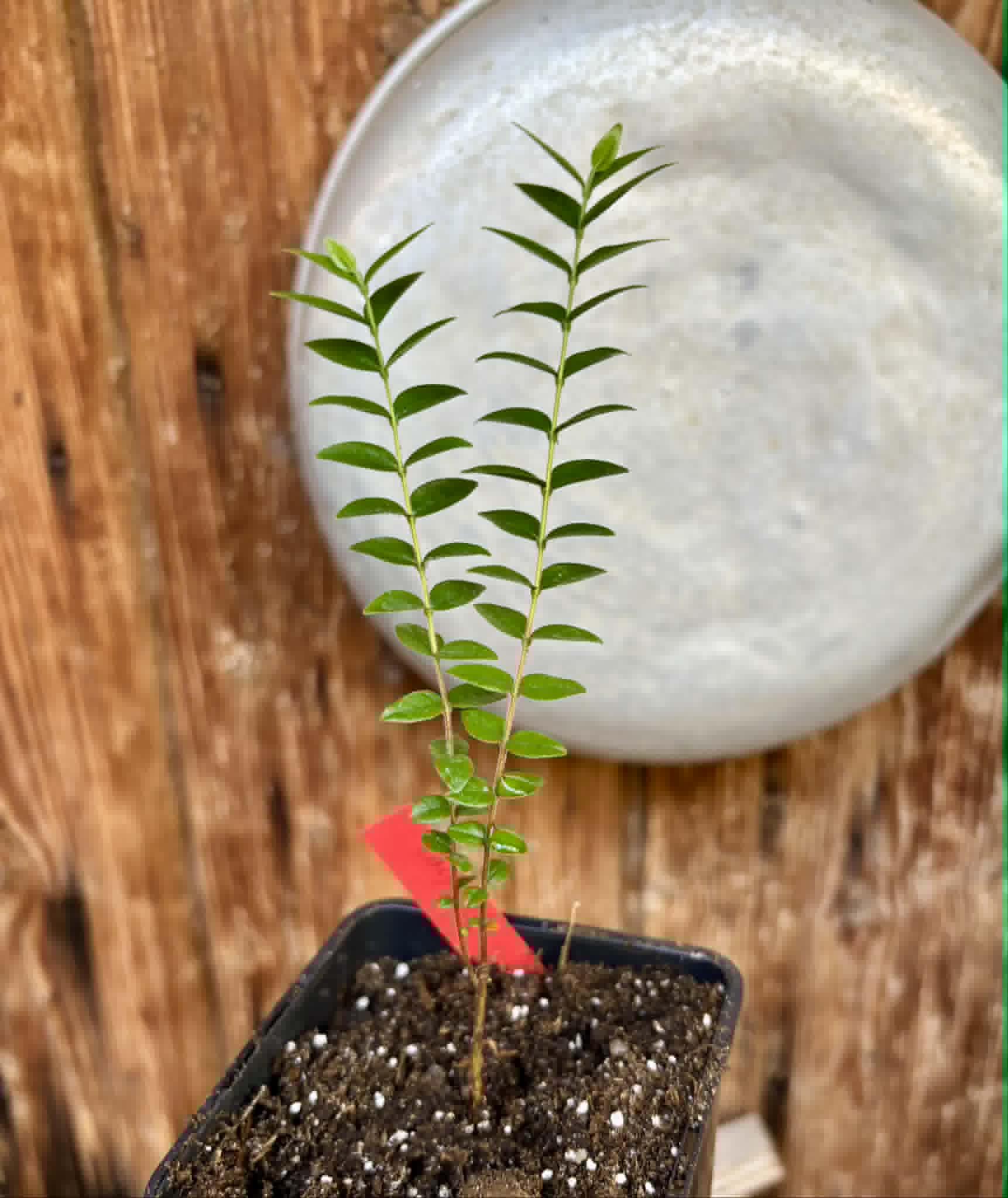 Myrciaria sp Pastora - 1 potted plant / 1 getopfte Pflanze