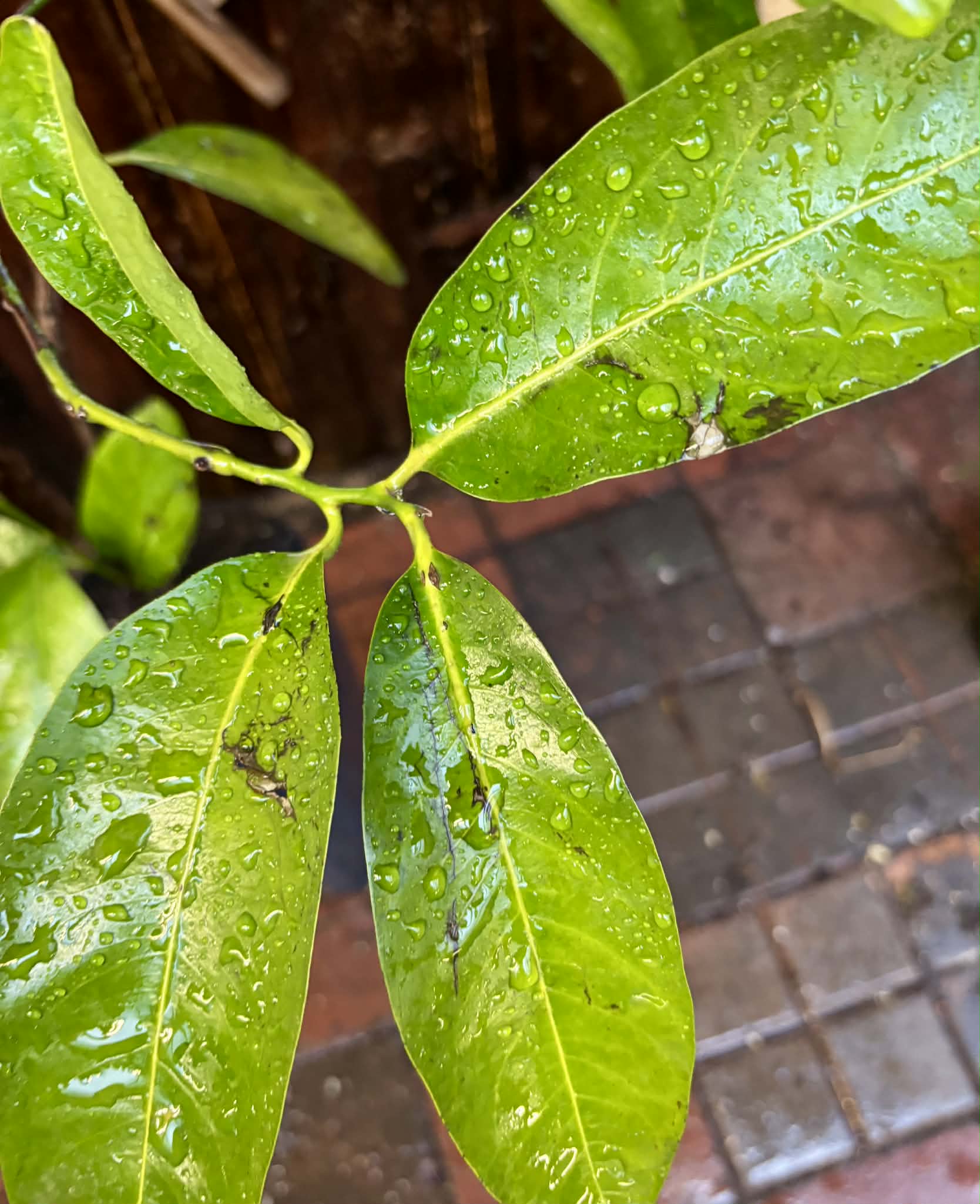 4 years old - Diospyros nigra - Black Sapote Nr. 2 - 1 potted plant / 1 getopfte Pflanze
