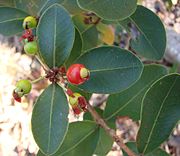 4 in 1 pot - Eugenia punicifolia - 1 potted plant / 1 getopfte Pflanze