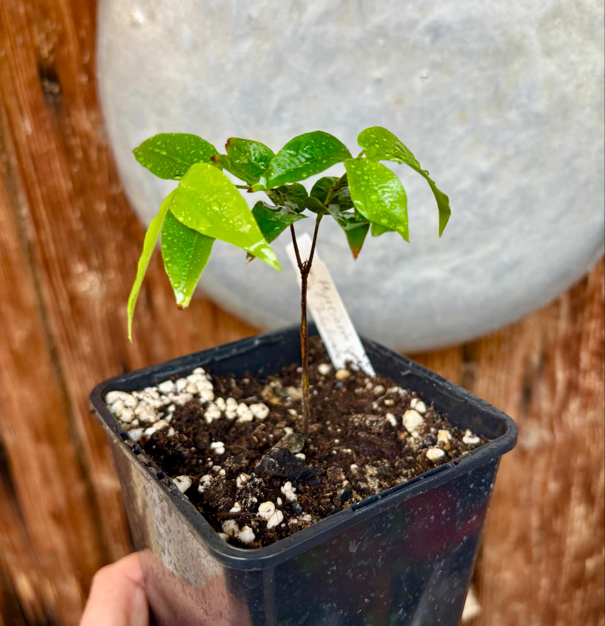 Myrciaria sp Jaboticaba - 1 potted plant / 1 getopfte Pflanze