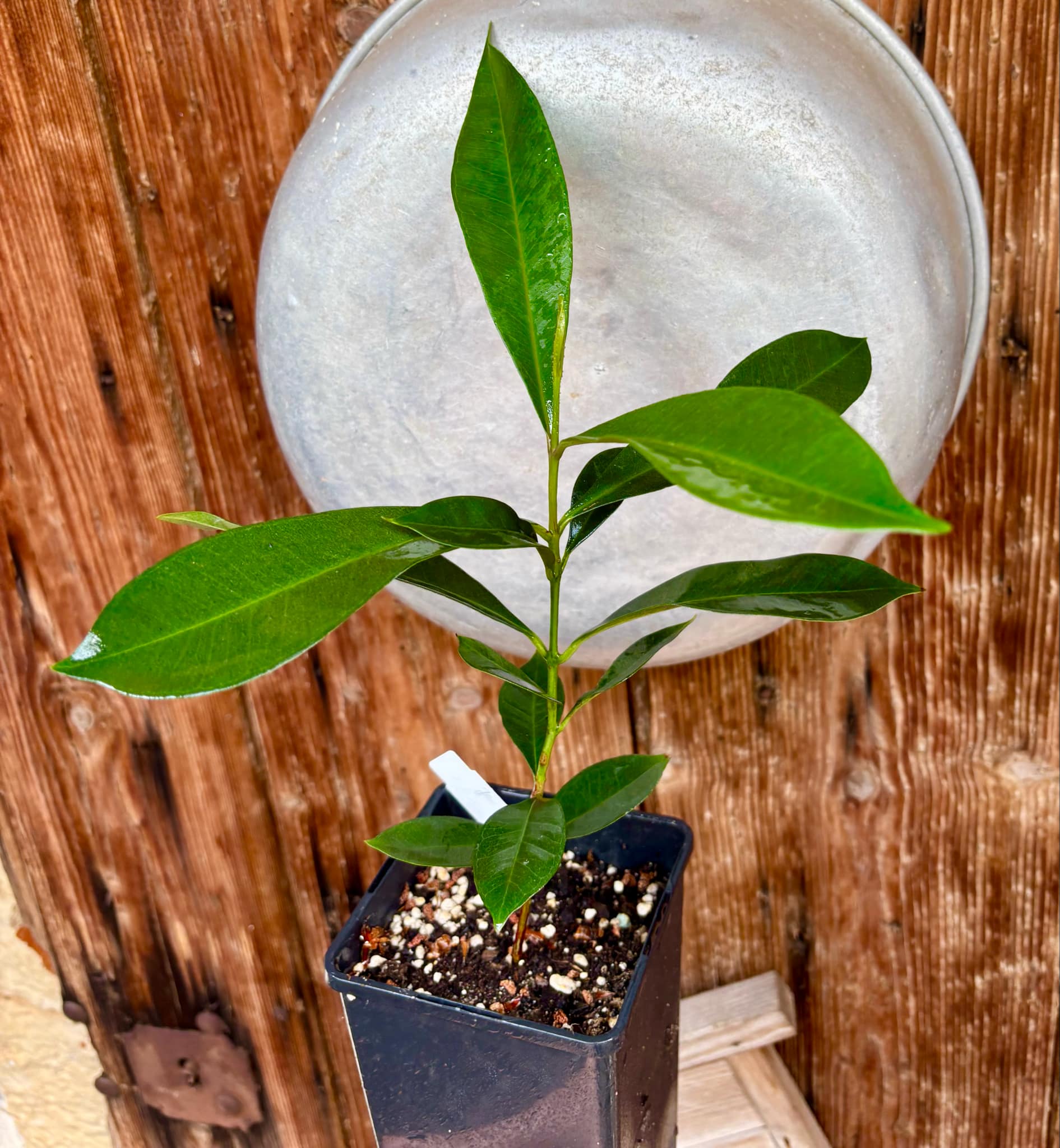 Syzygium cumini - 1 potted plant / 1 getopfte Pflanze