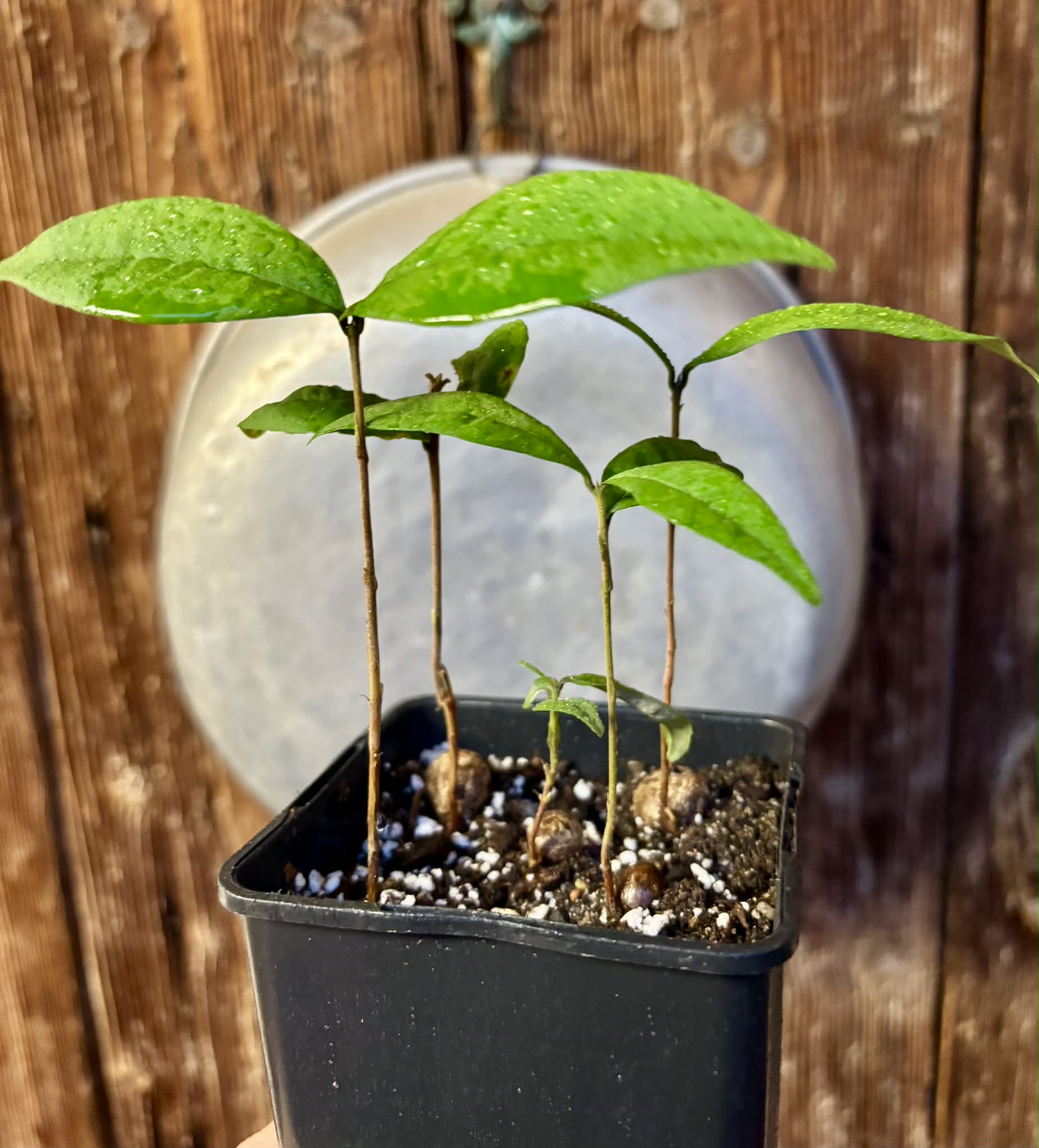 5 in 1 pot - Eugenia sect. pisiformis var. Maruim - 5 seedlings in one pot / 5 Sämlinge in einem Topf