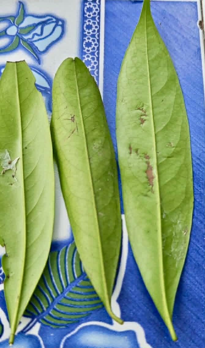 Diospyros transitoria - 1 fresh seed / 1 frischer Samen